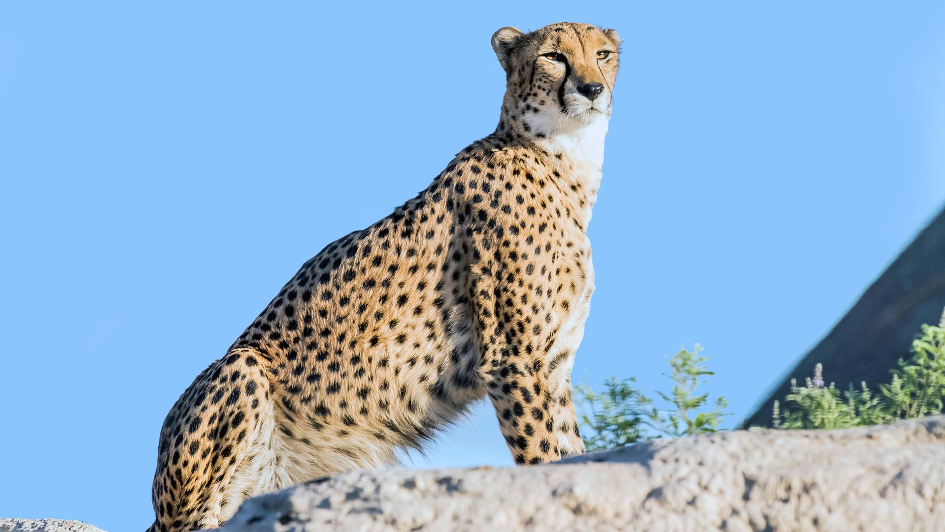 Dopo 70 anni il ghepardo torna in India