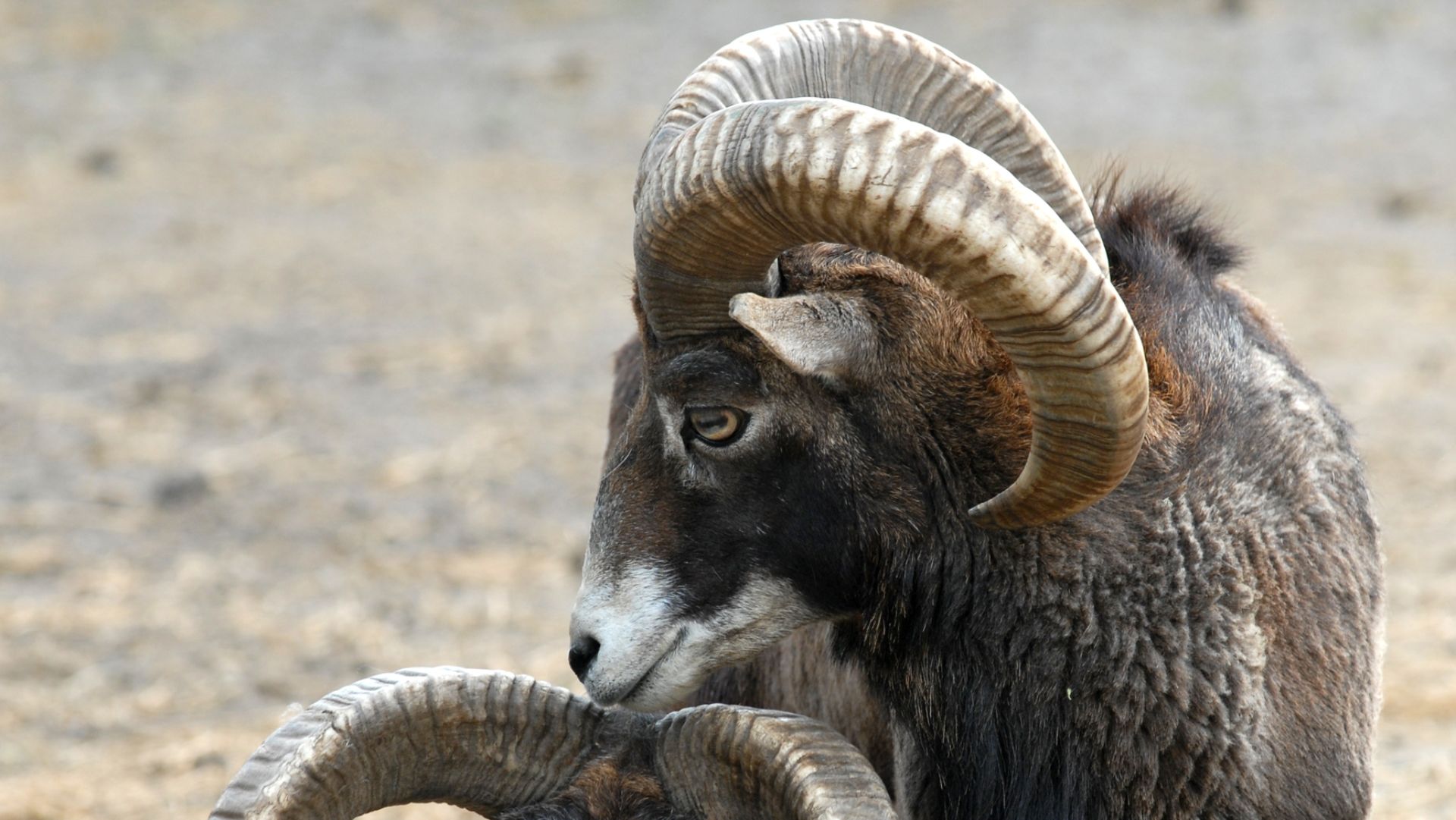 dreamstimem17034562-1