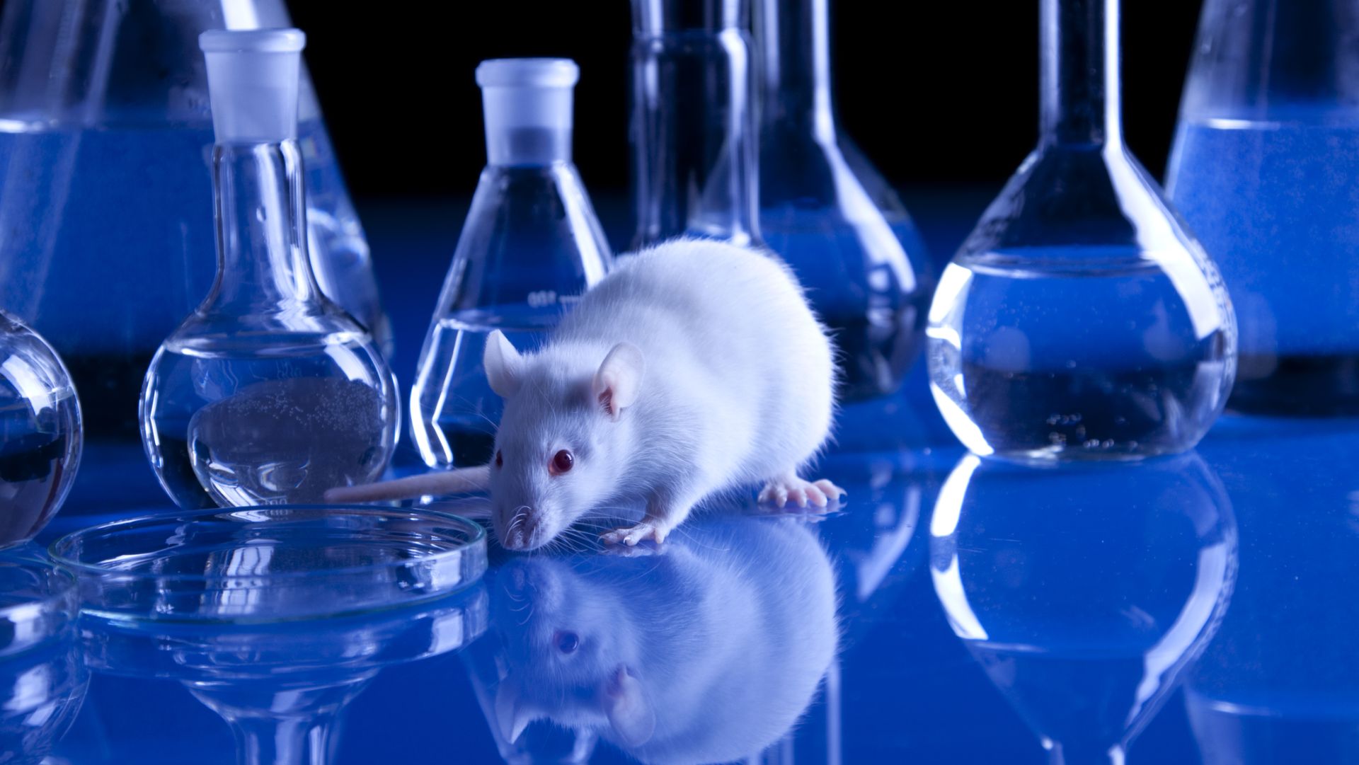 dreamstimem17677926-1