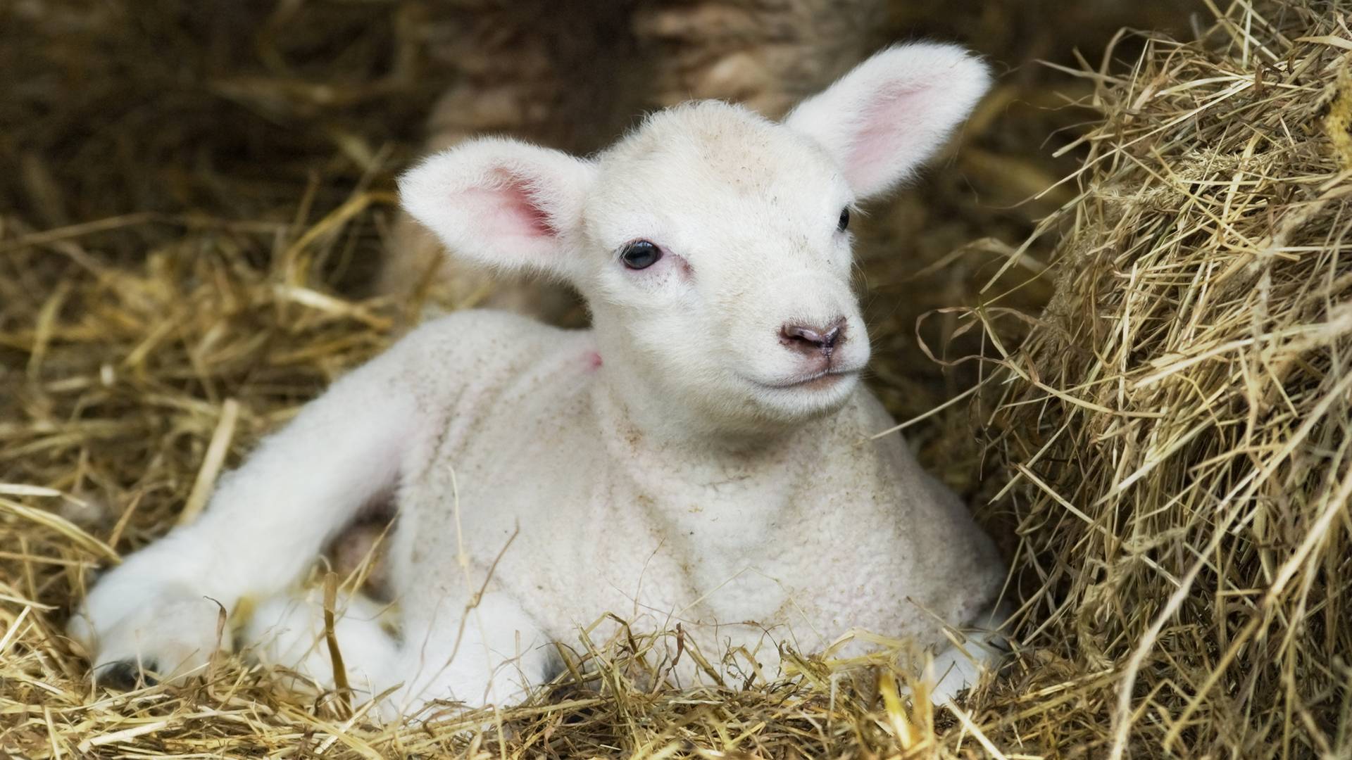 LAV, una Pasqua cruelty free è possibile