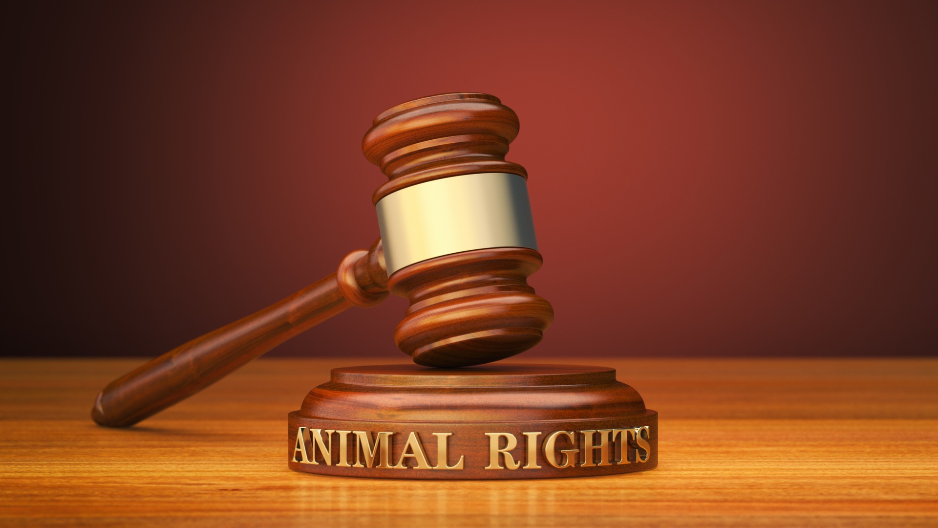 Un anno speso per la difesa dei diritti degli animali