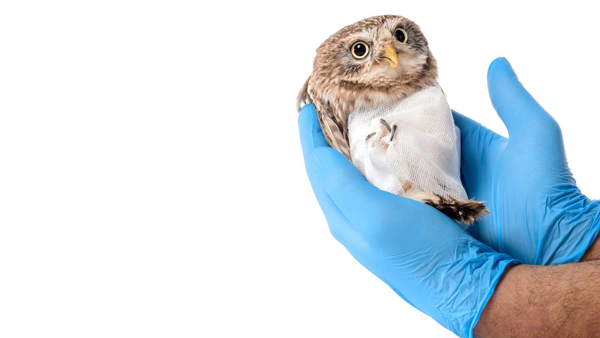 dreamstimem188677273-1