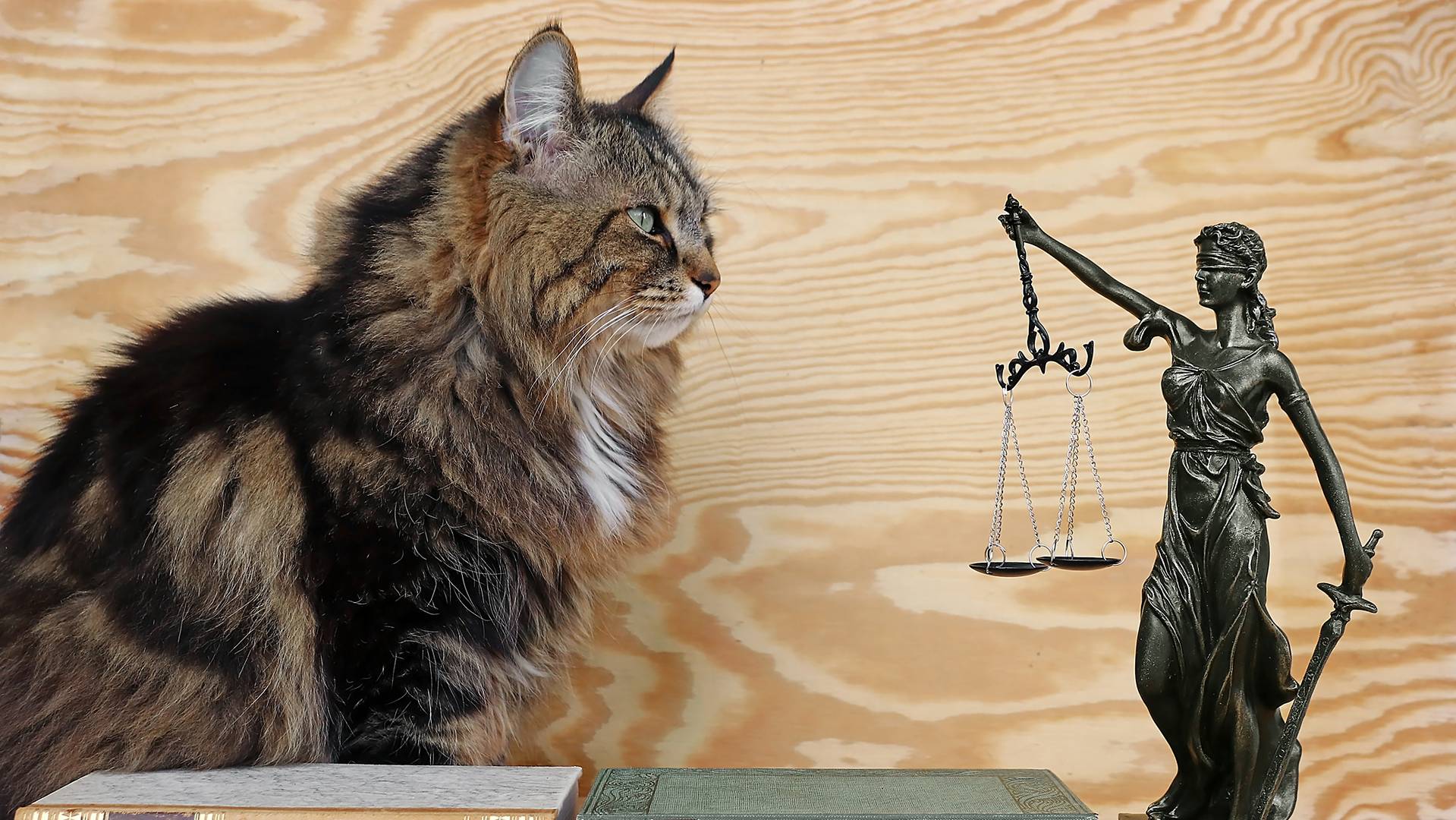 dreamstimem246697056-1