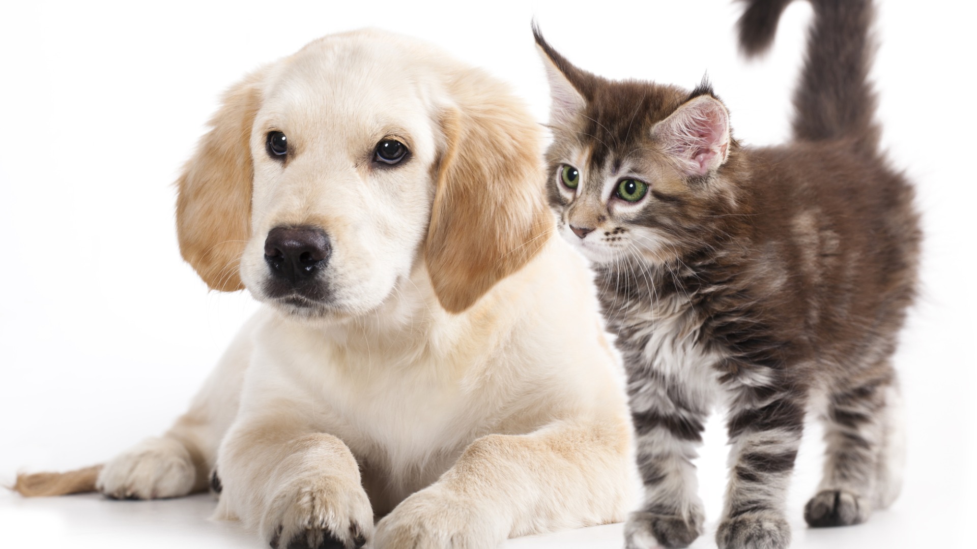 La storia del buongiorno (6). Due piccoli amici