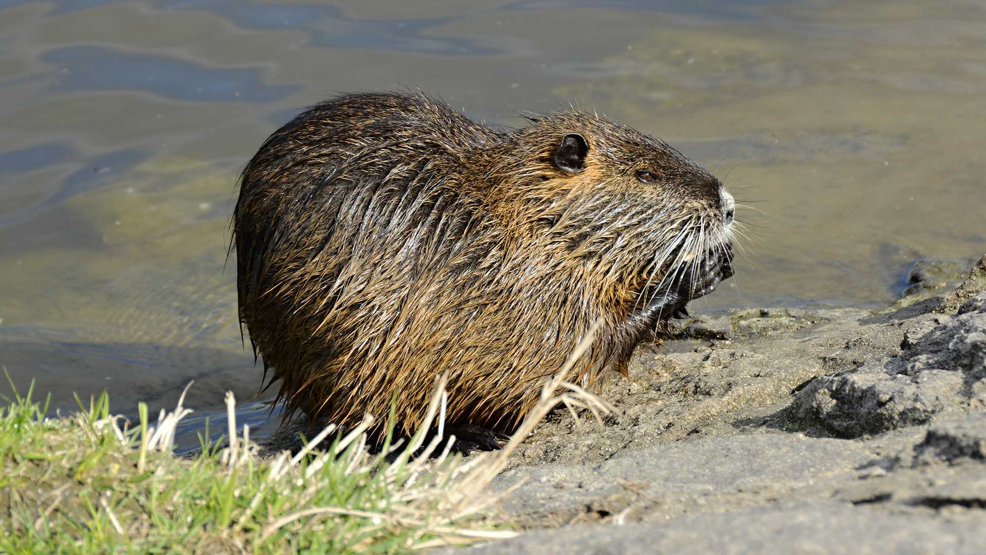 dreamstimem52067648-1