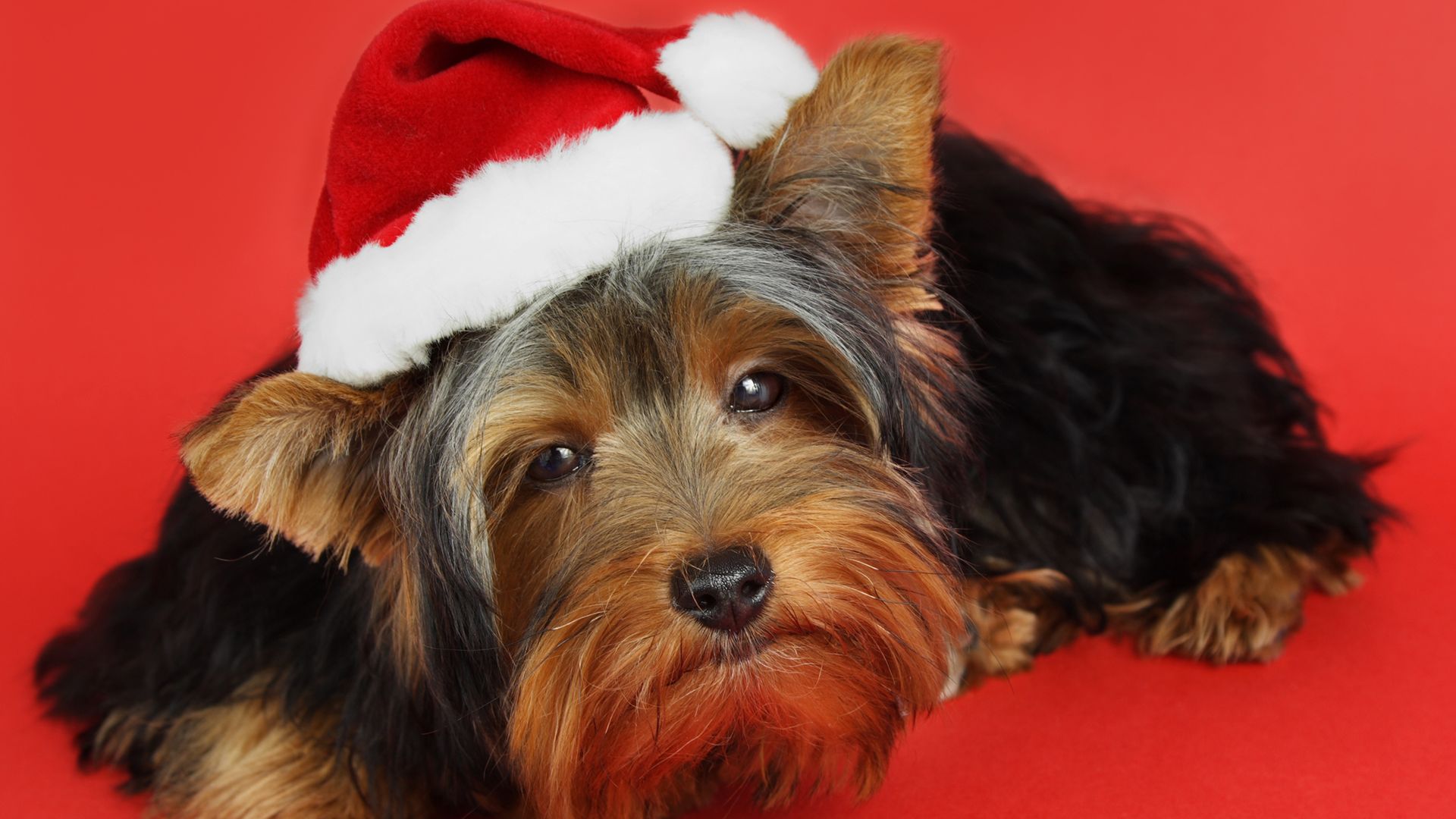 dreamstimem6503223-1