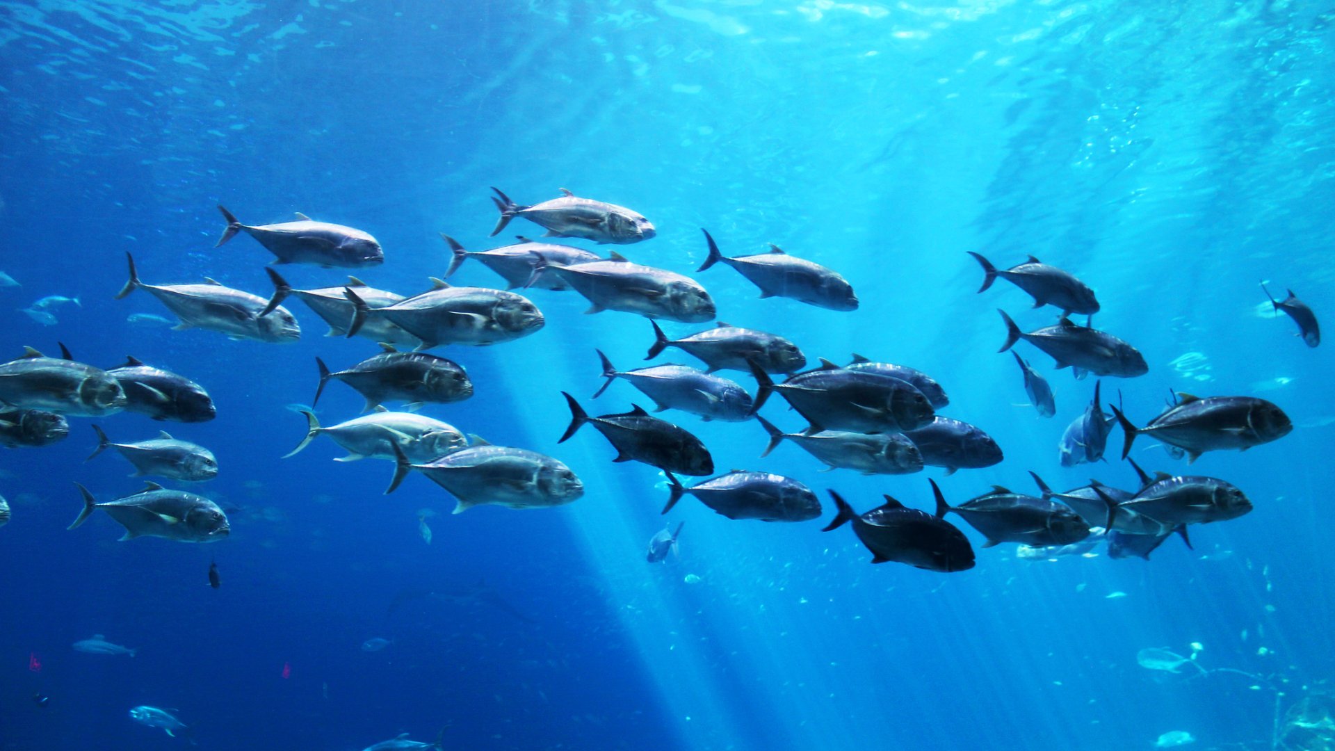 dreamstimem80695246-1