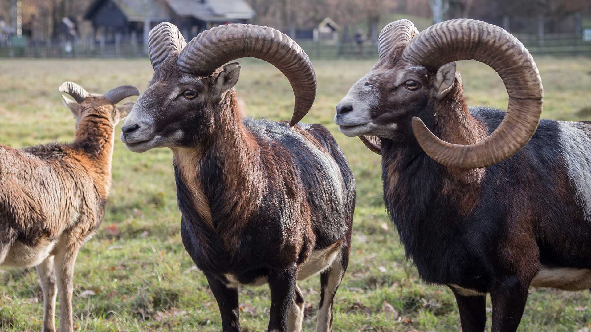 Storie di uomini e mufloni