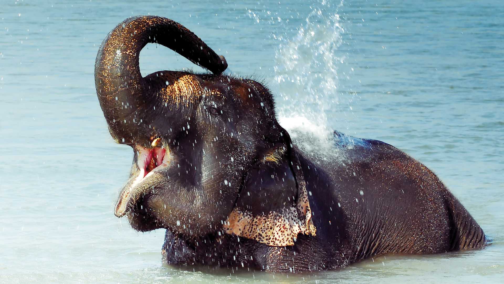 dreamstimem9964835-1