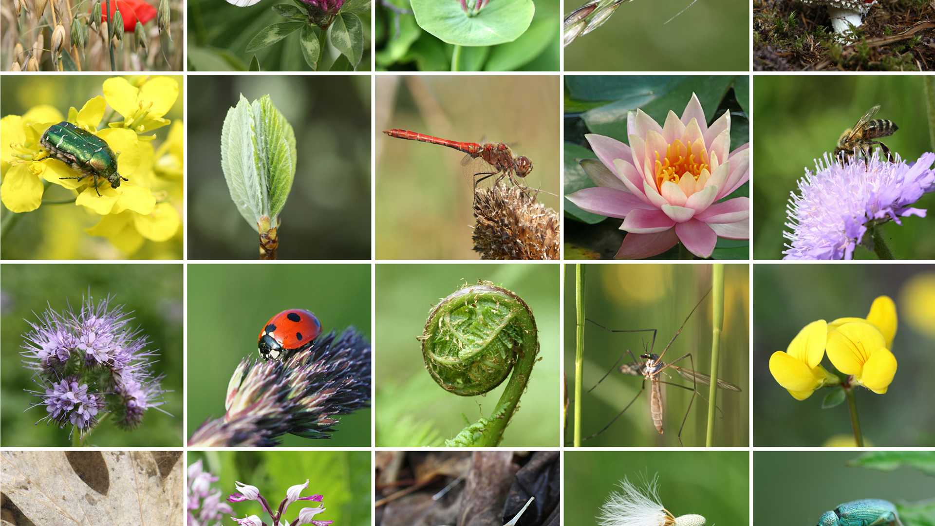 Biodiversità, il bilancio nel nuovo report di Legambiente