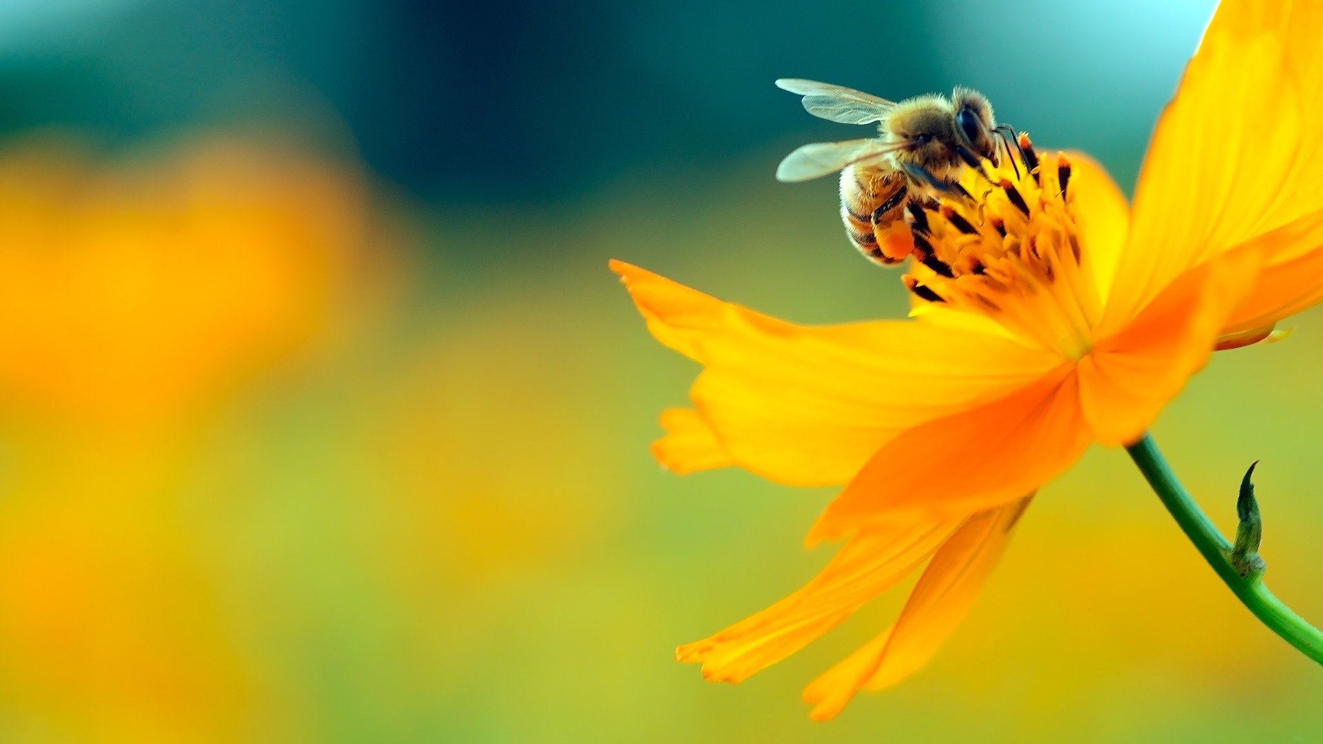 Api, allarme WWF: il 40% degli impollinatori è a rischio estinzione