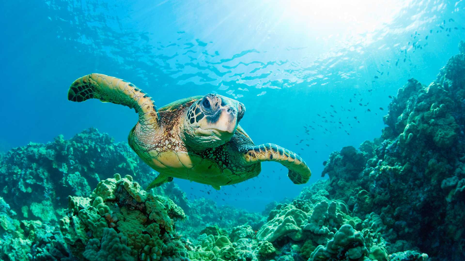 WWF, pubblicato il nuovo report sulle tartarughe marine