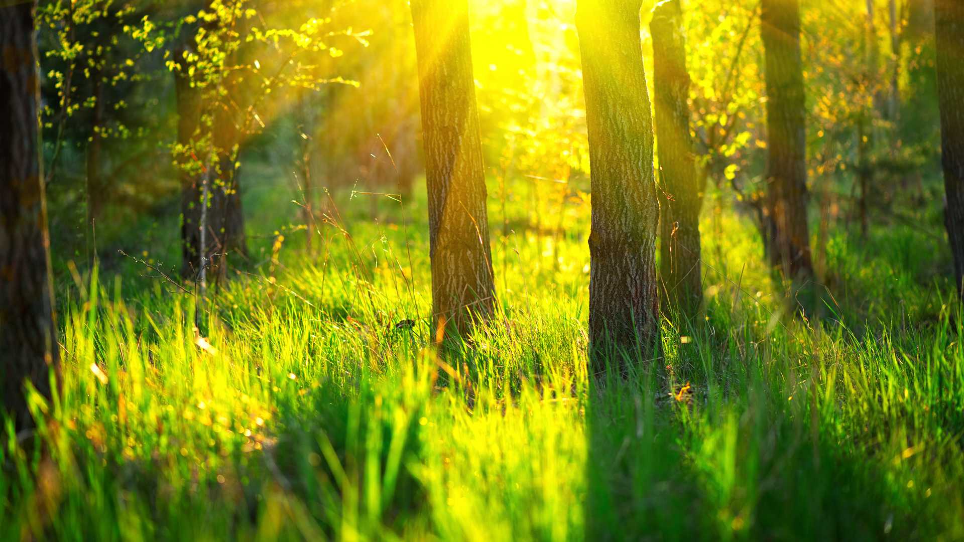 dreamstimexxl115569182-1