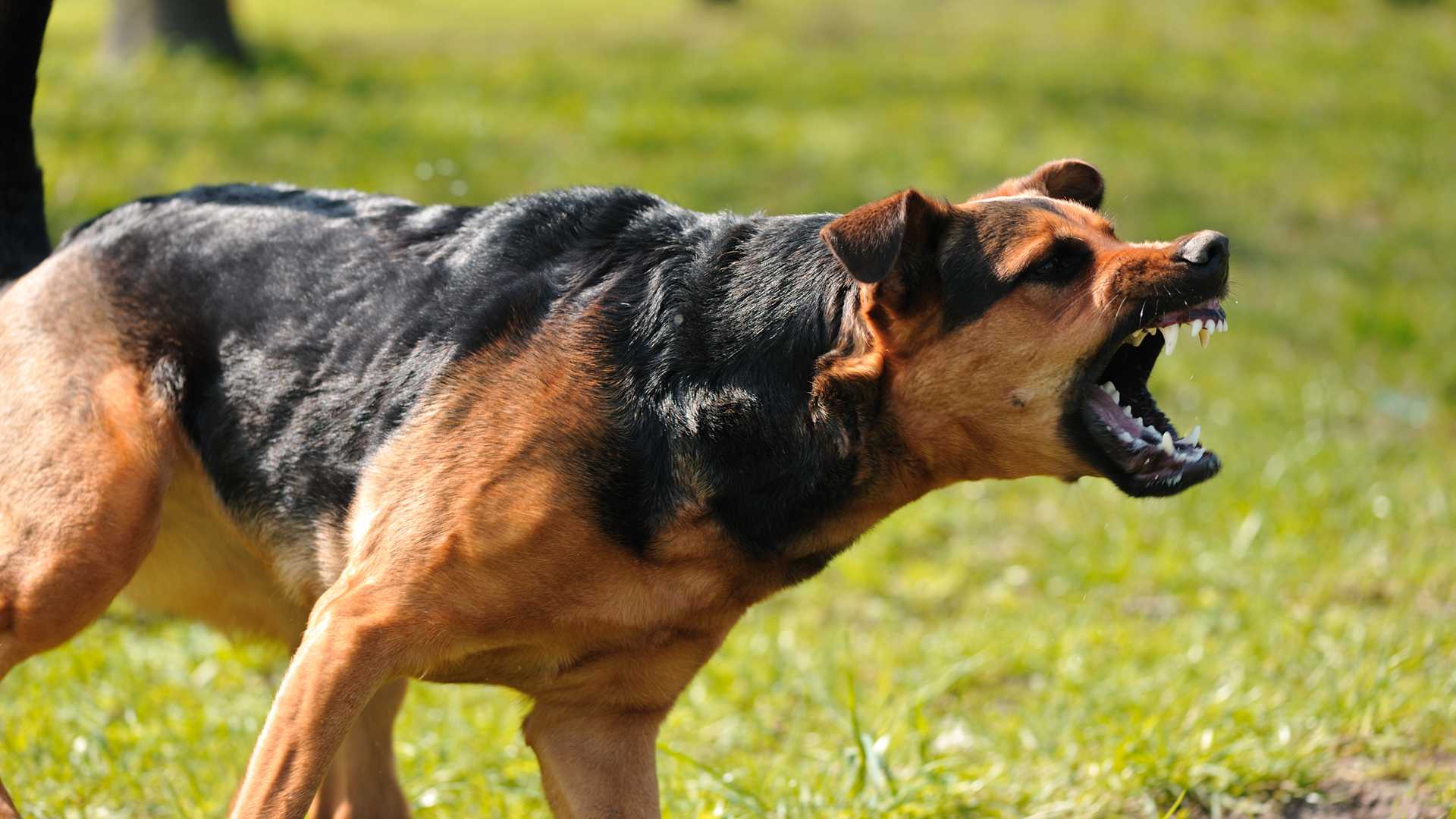 Cani pericolosi o padroni pericolosi?