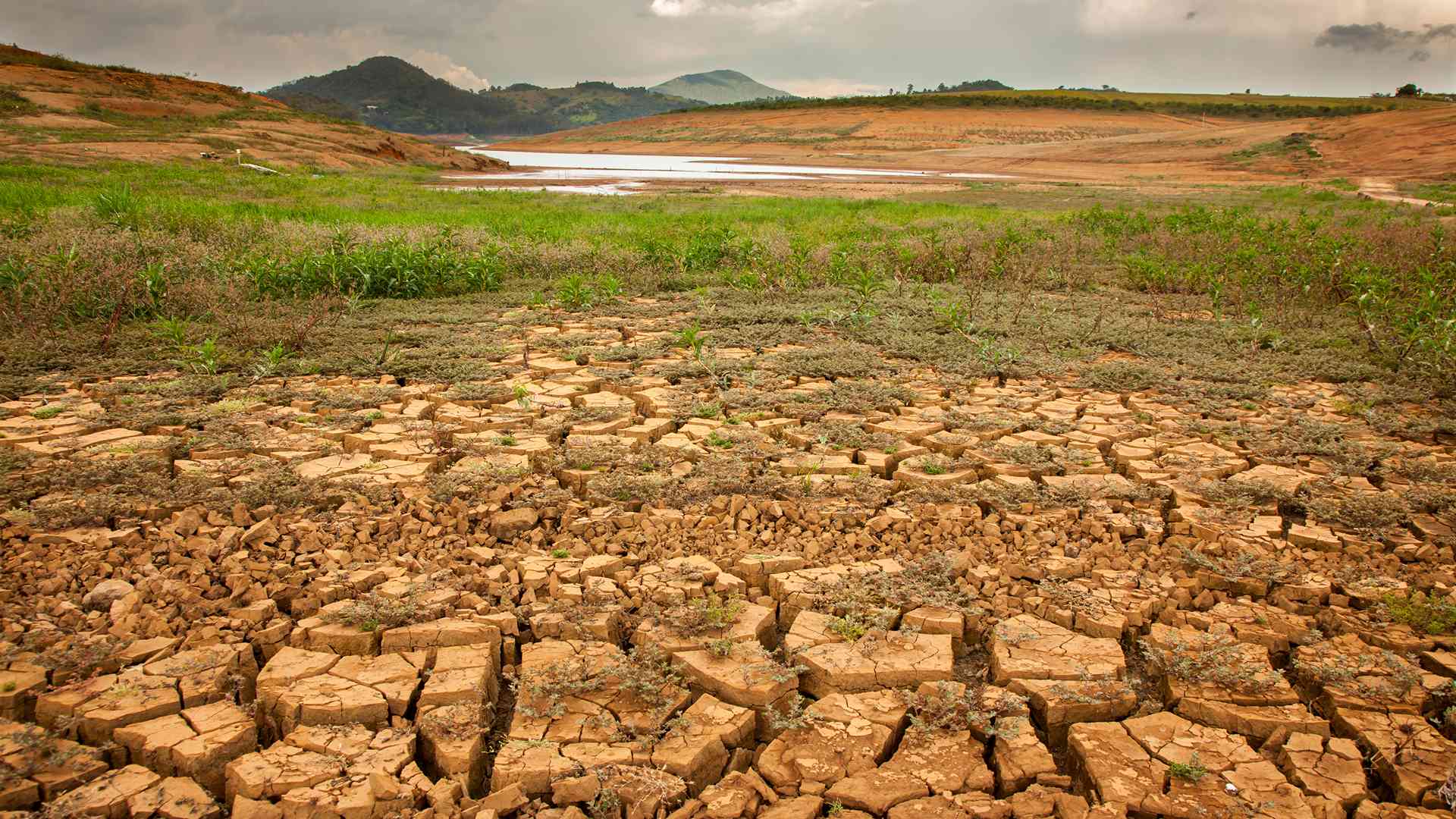 Siccità. LAV: “Ridurre il consumo di carne per salvare le risorse idriche”
