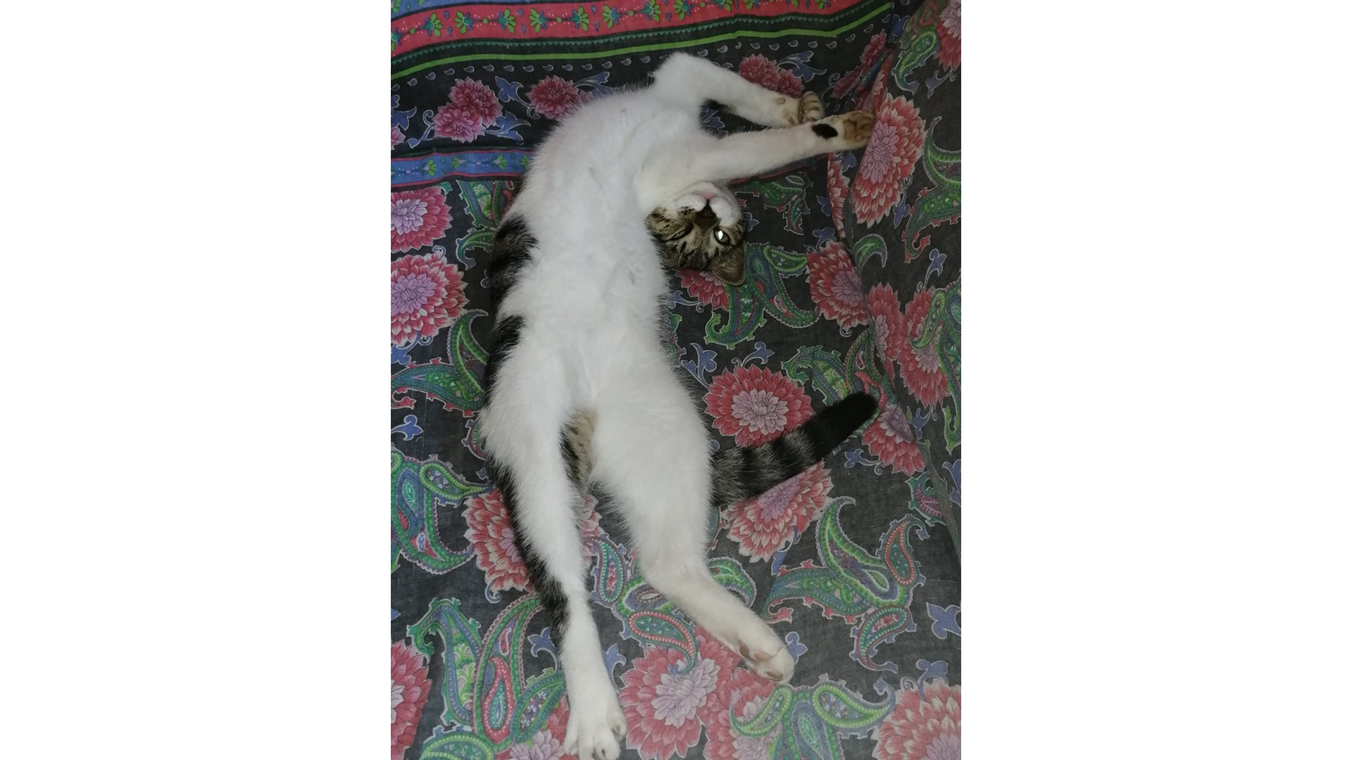 Undici ragioni (forse dodici) per avere un gatto in casa