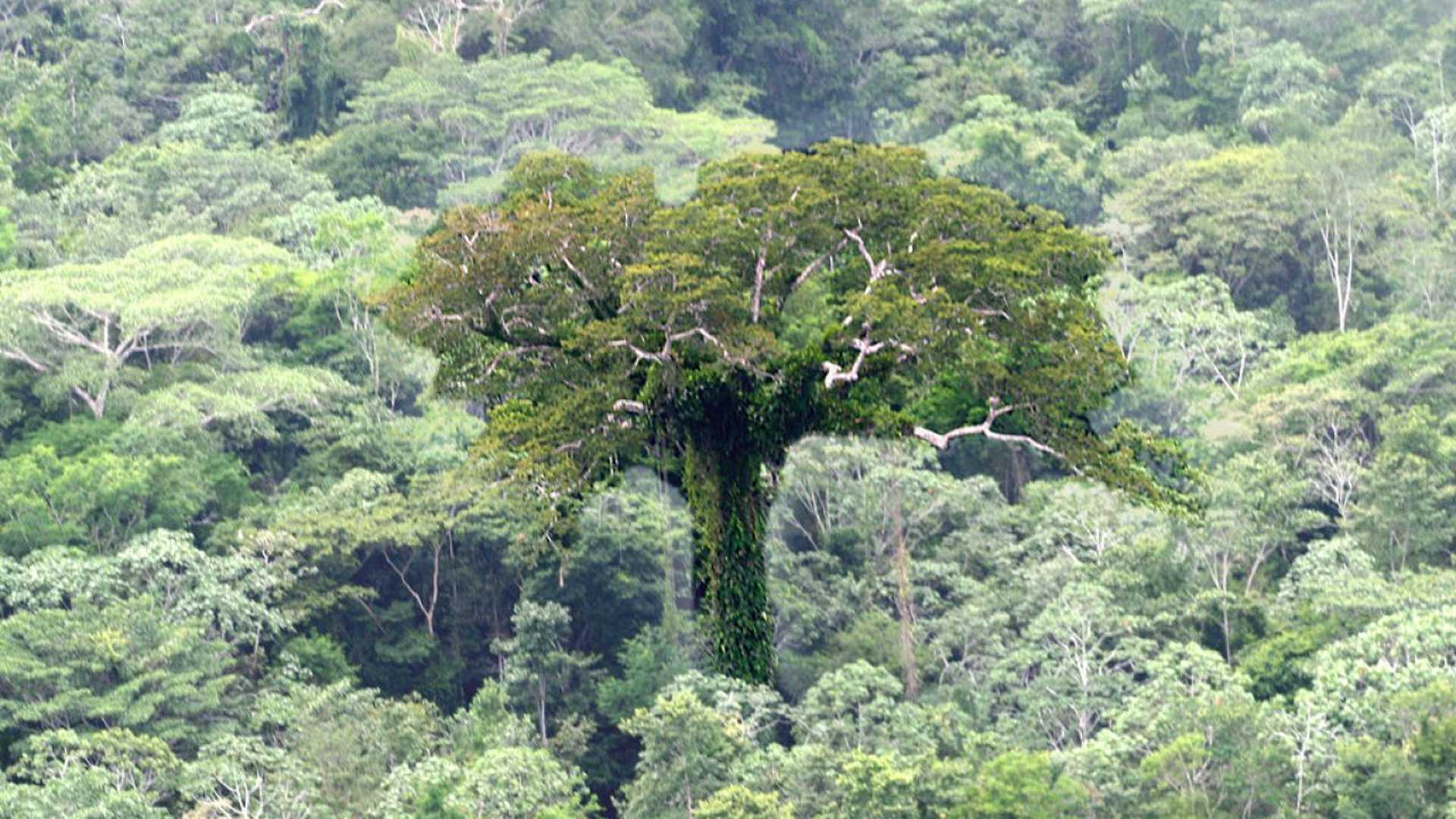 in-amazzonia-scoperti-alberi-giganteschi-alti-70-metri-v3-399913-1280×960-1