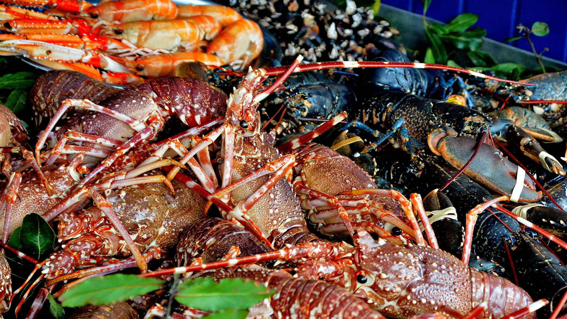 Le sofferenze dei crostacei
