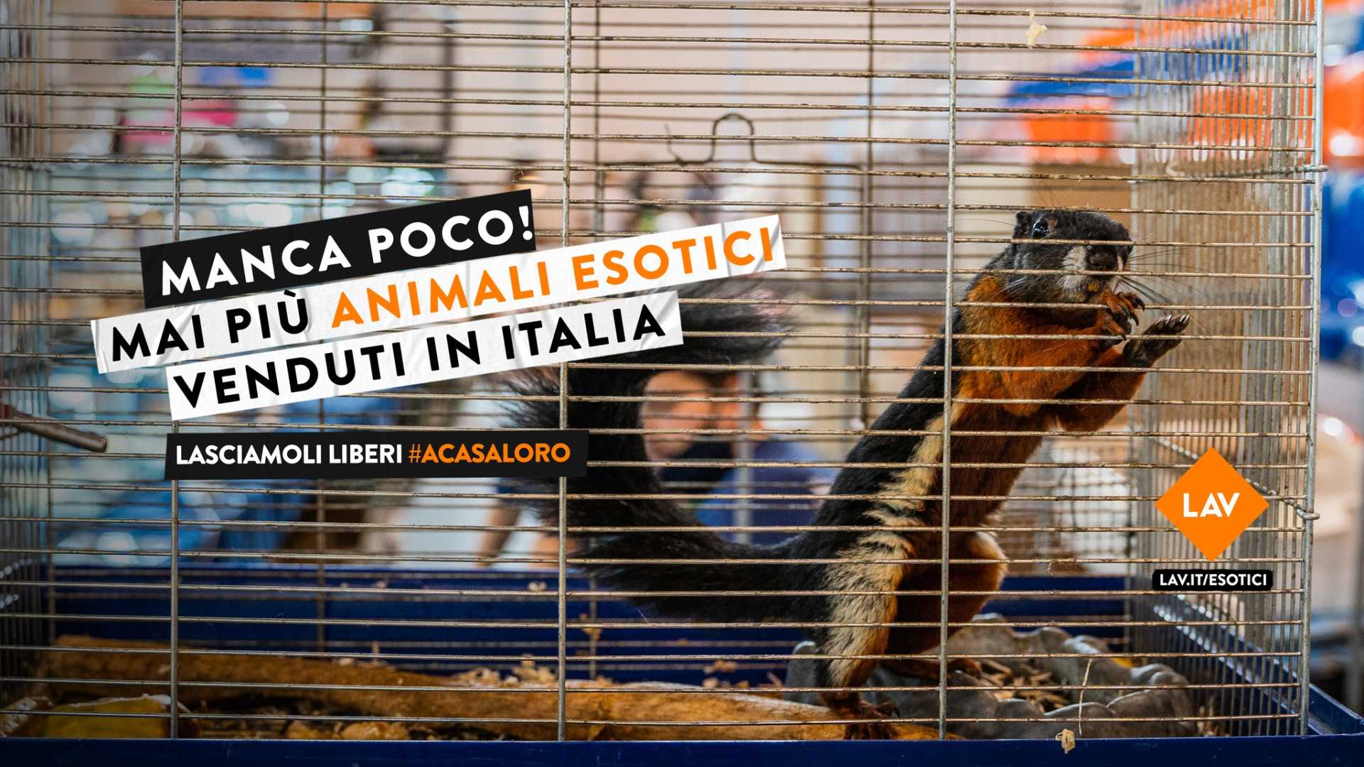 #aCasaLoro, la campagna LAV contro il commercio di animali esotici