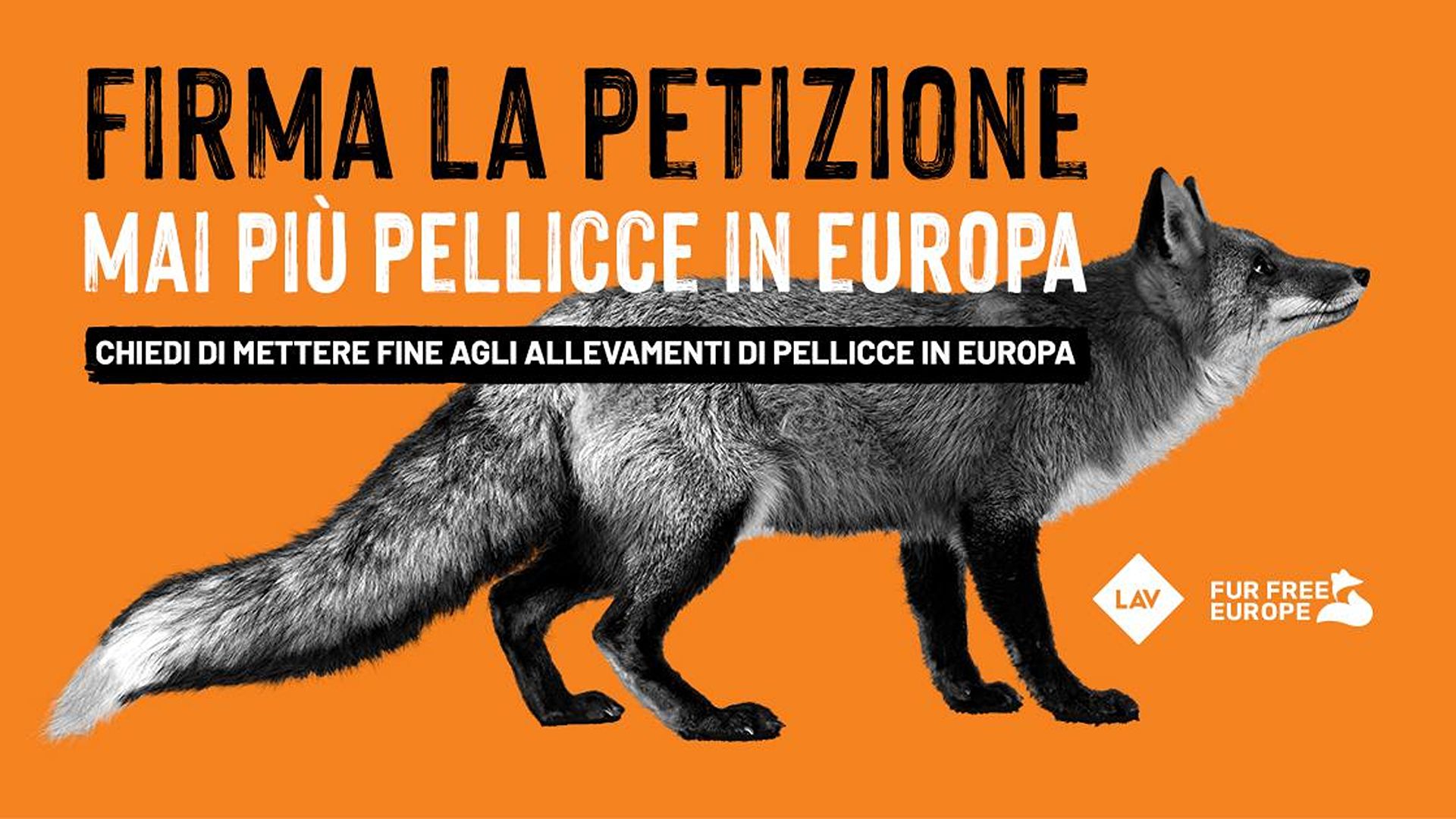 Mai più pellicce in Europa, la petizione LAV arriva nelle piazze italiane
