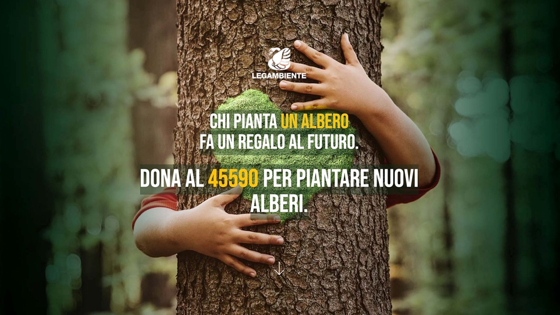 Gli alberi sono nostri alleati!