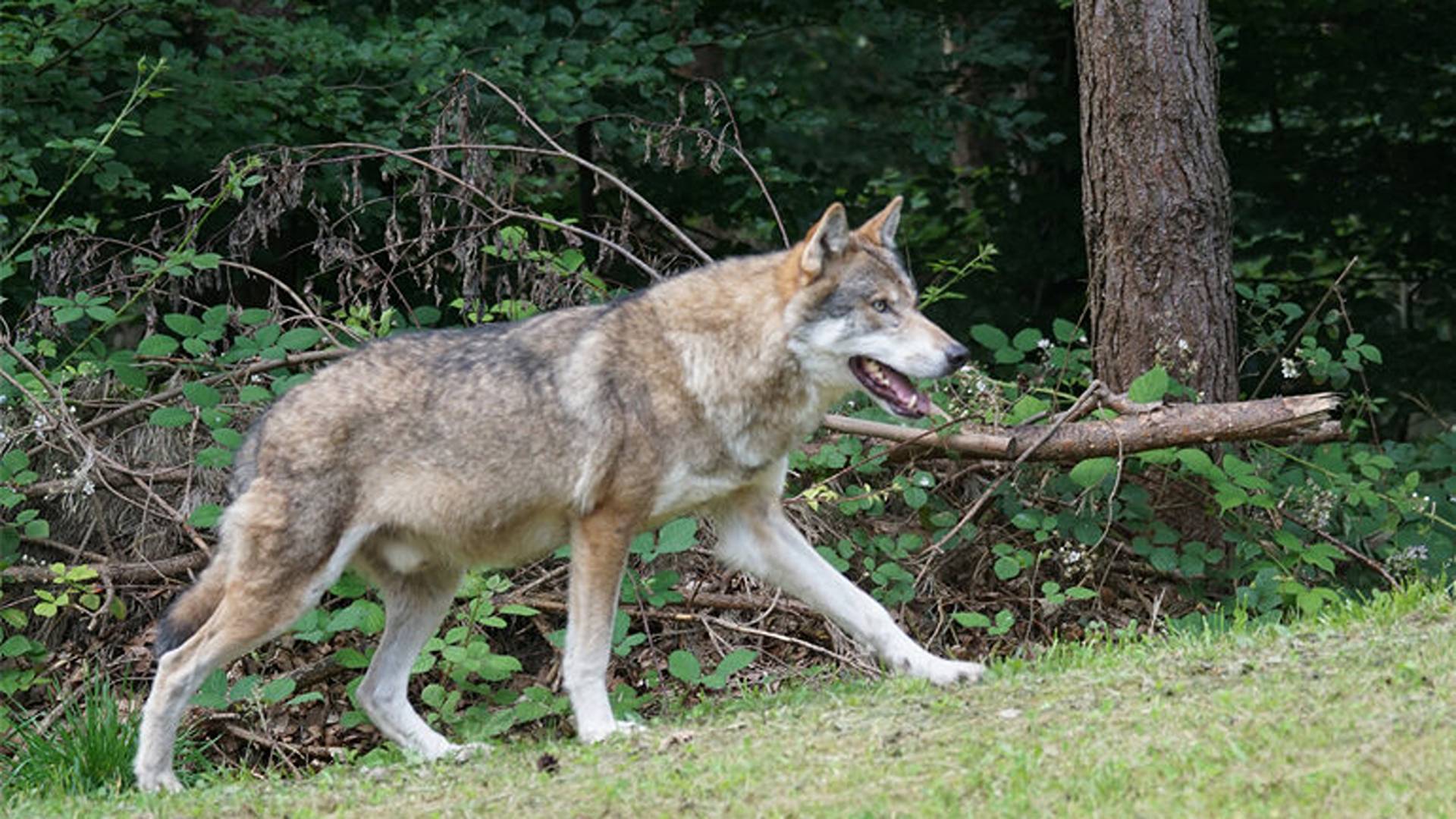 lupoape-3-770×470-1