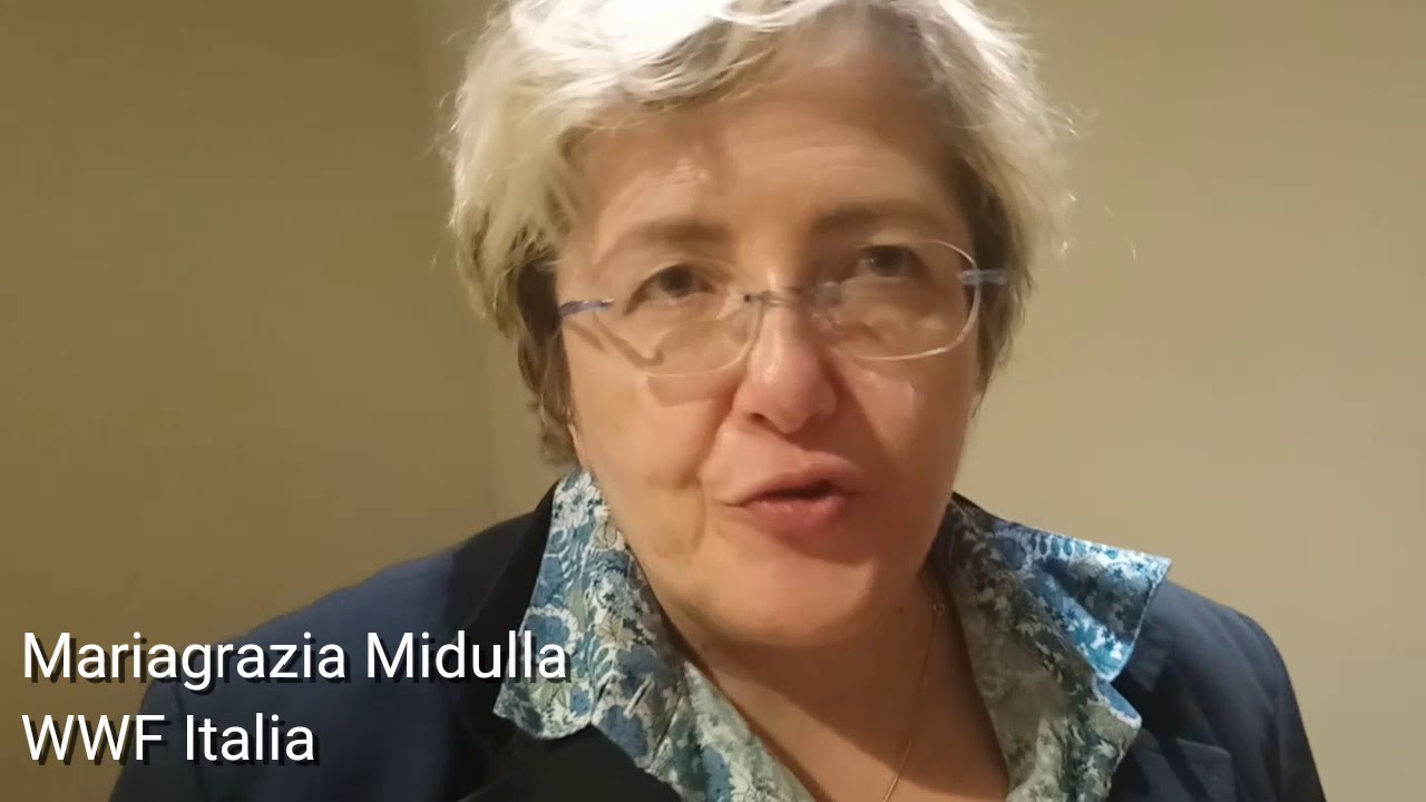 midulla-18