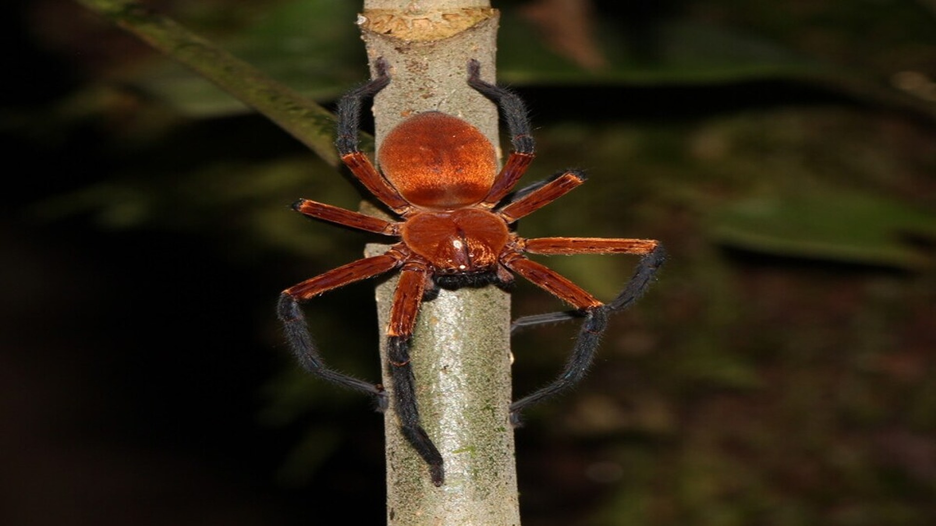new-spider-species-sadala-rauli-1-1