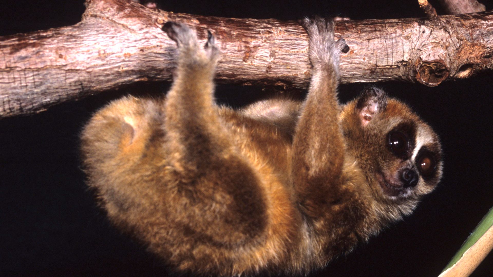 nycticebuspygmaeus005-1