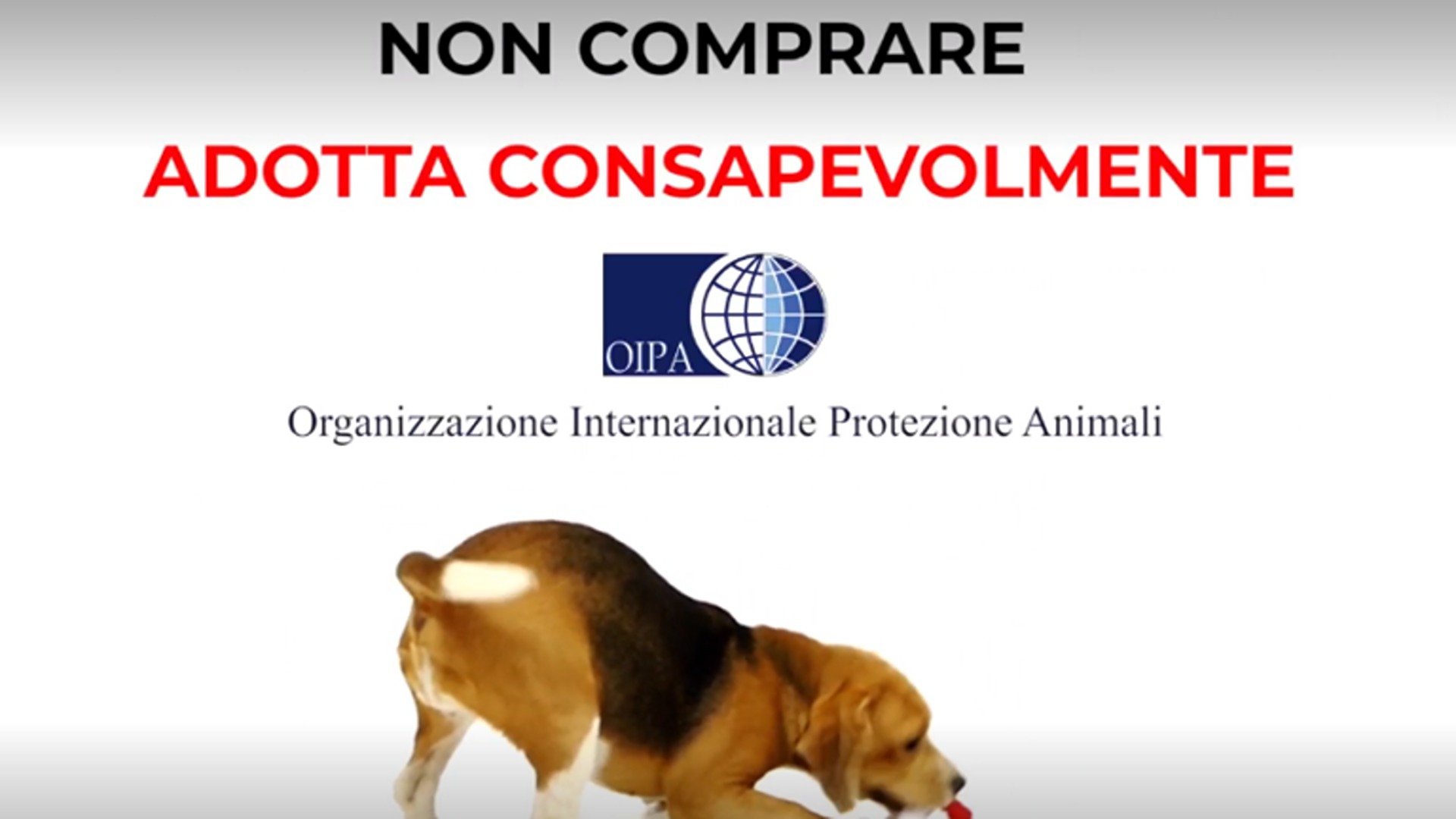 OIPA. No ai cuccioli sotto l’albero! Non sono oggetti