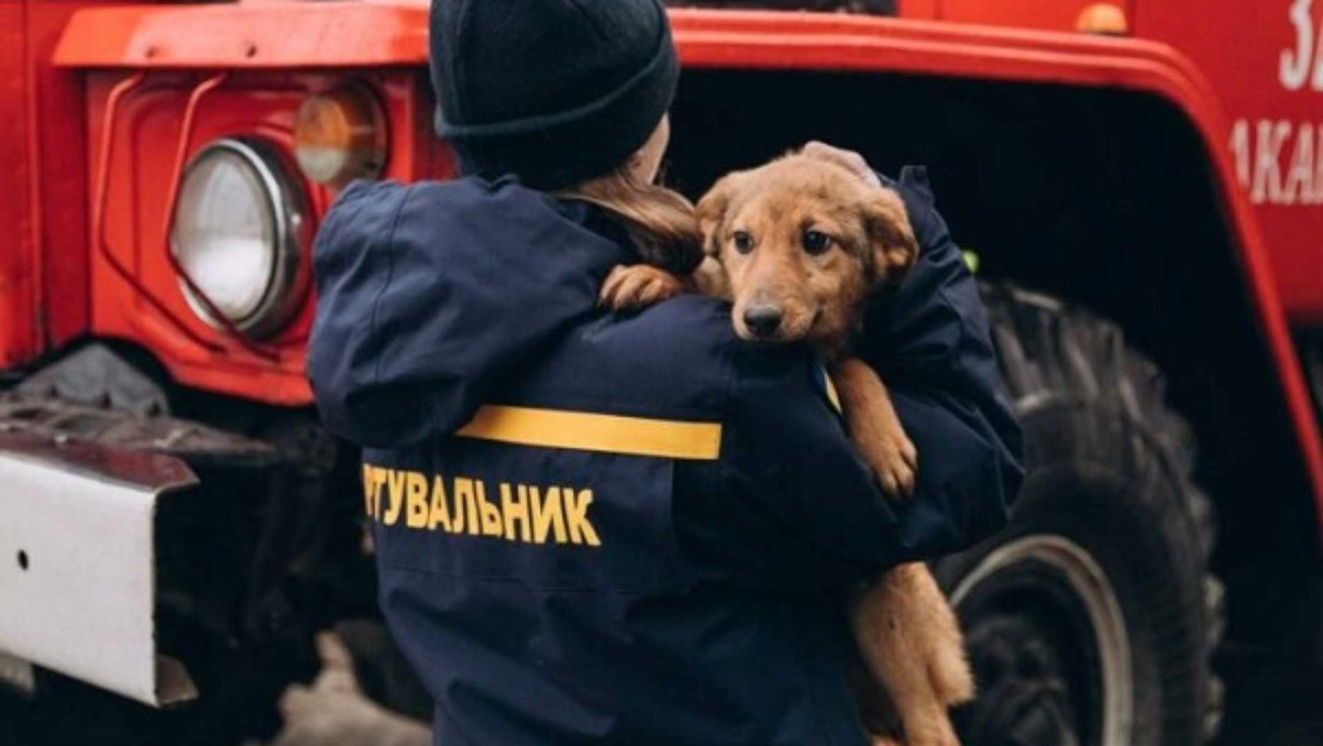 Ucraina, Oipa impegnata per aiutare gli animali