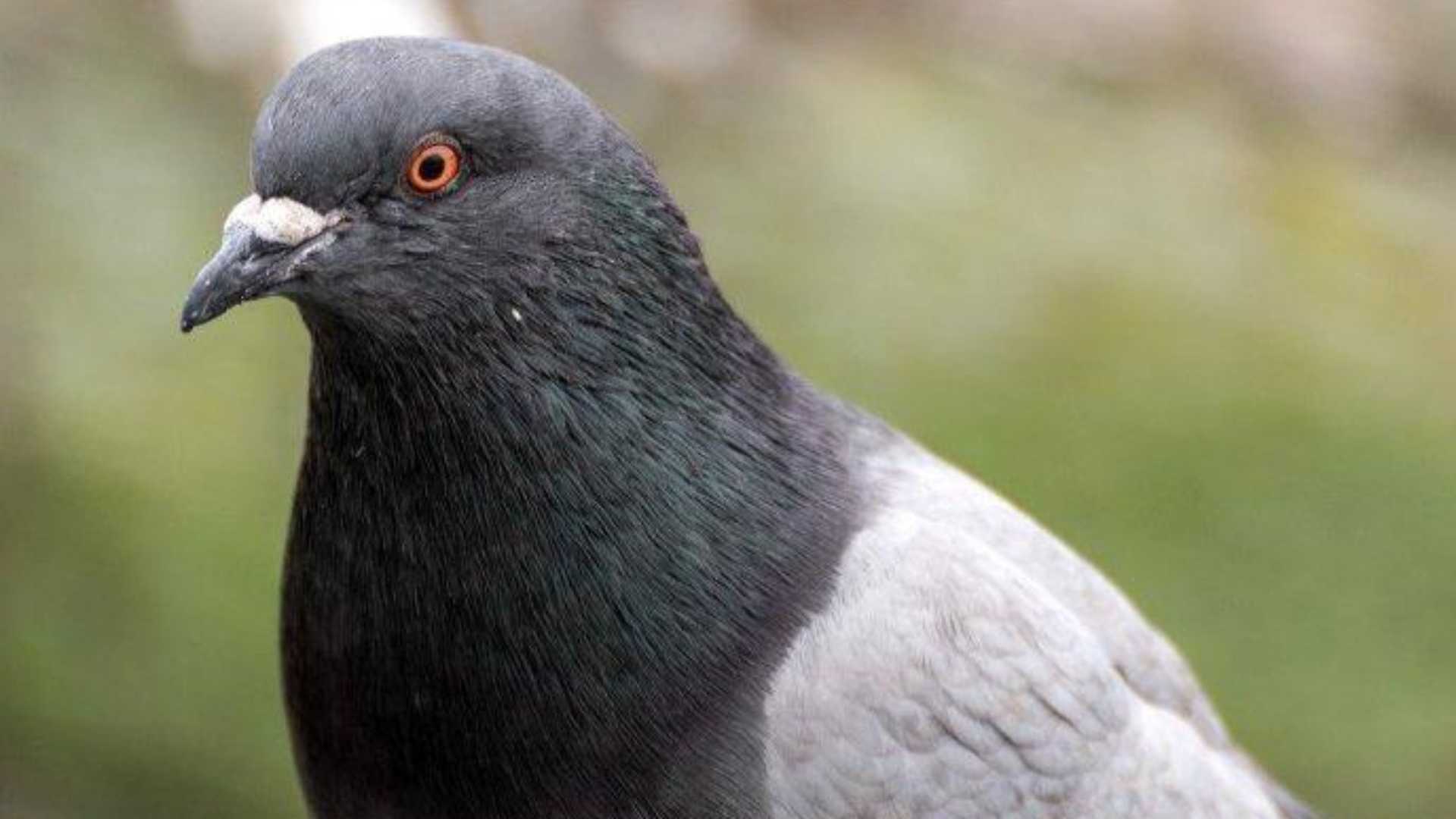 p24094678d4378358gcrop1080-600-1