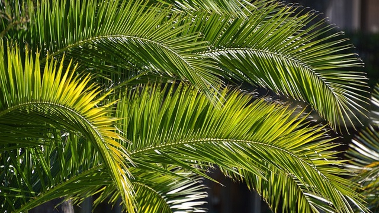 palme-foglie-pixabay