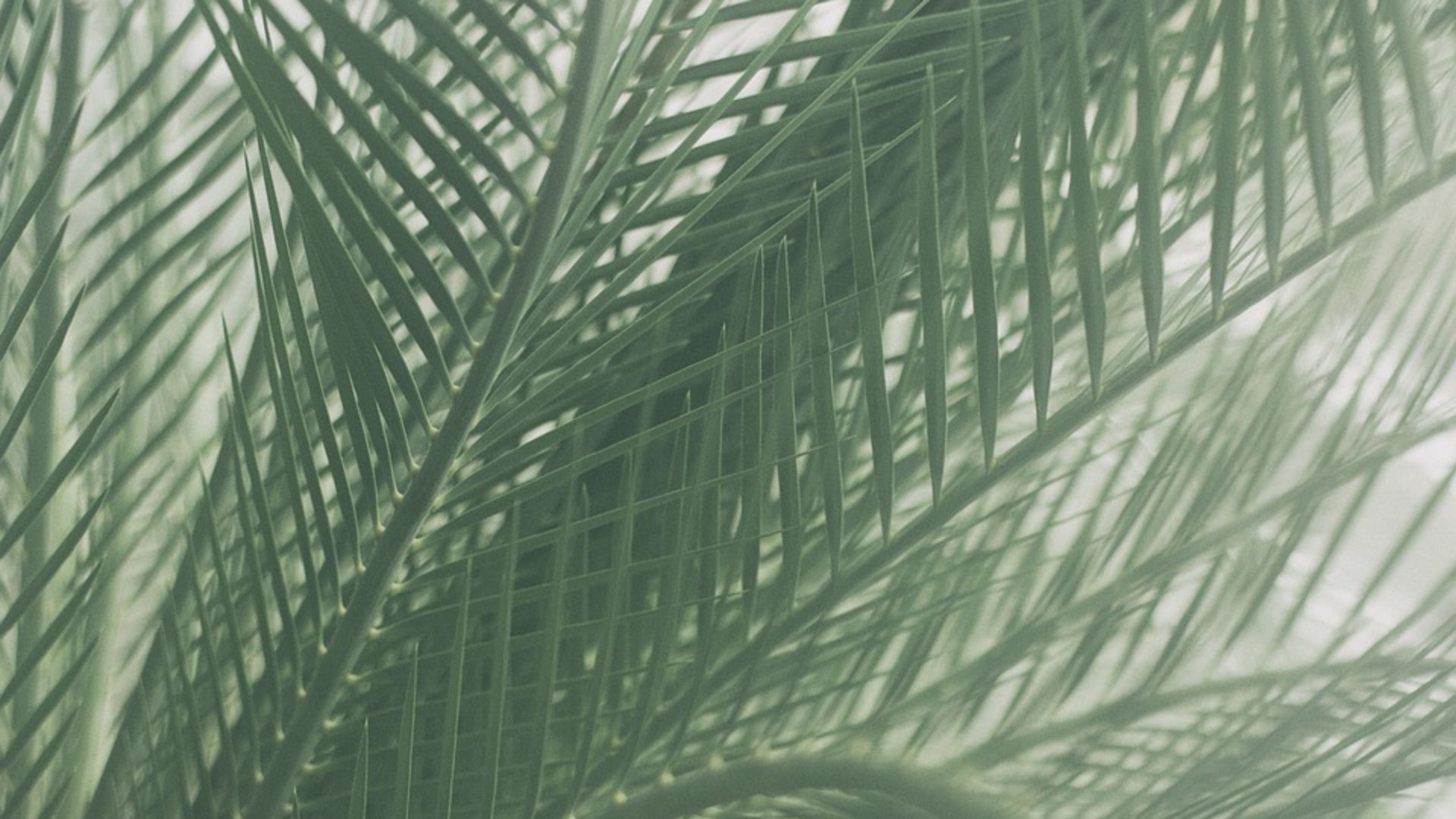 palme-pixabay-7-4-2022-cover