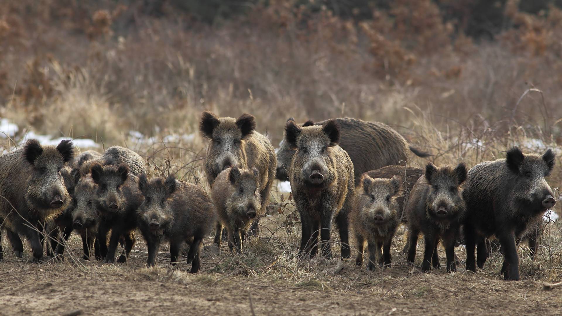 dreamstime_m_18886618 (1)