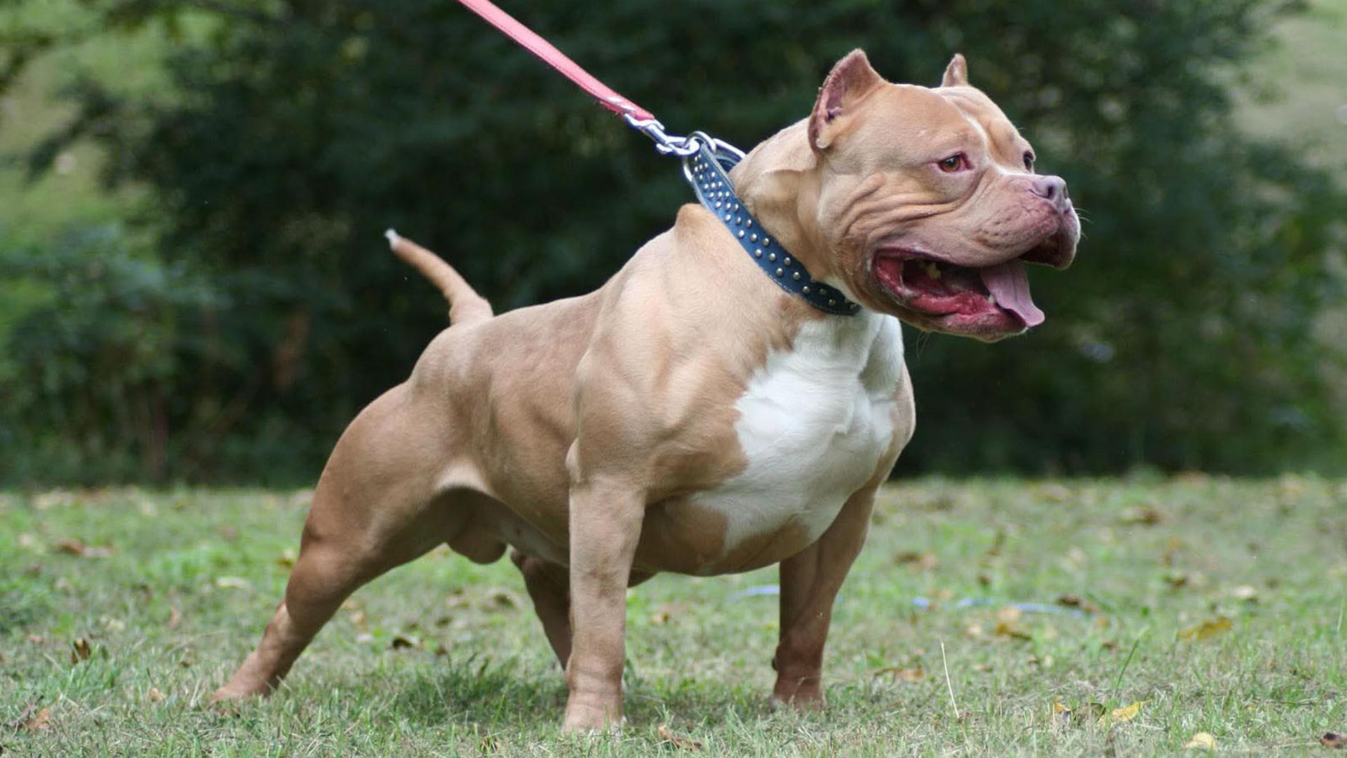 un-esemplare-di-pitbull-foto-archivio