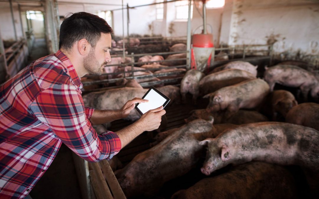 Allevamenti intensivi. Il WWF e altre associazioni per una nuova legge