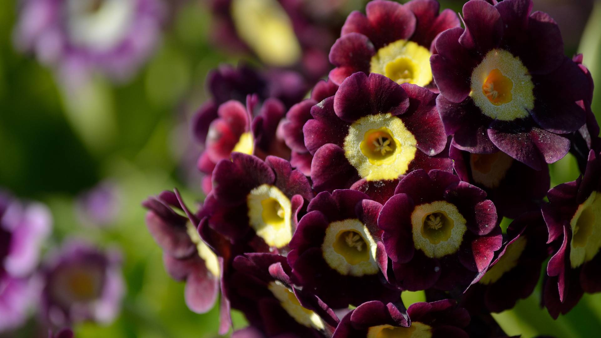 Rimedi di primavera: dentro, fuori e nel piatto