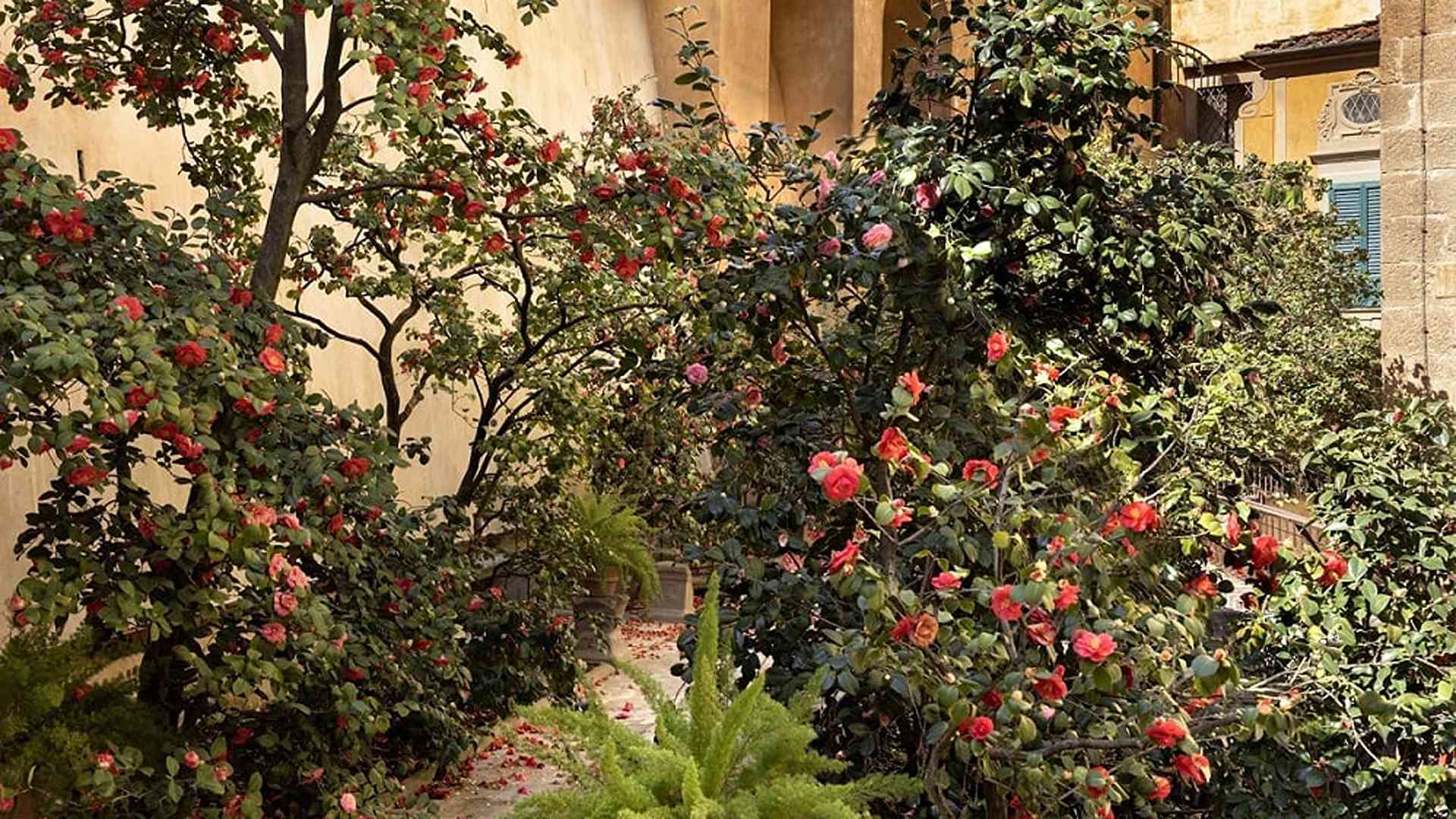 Firenze, apertura straordinaria del Giardino delle Camelie