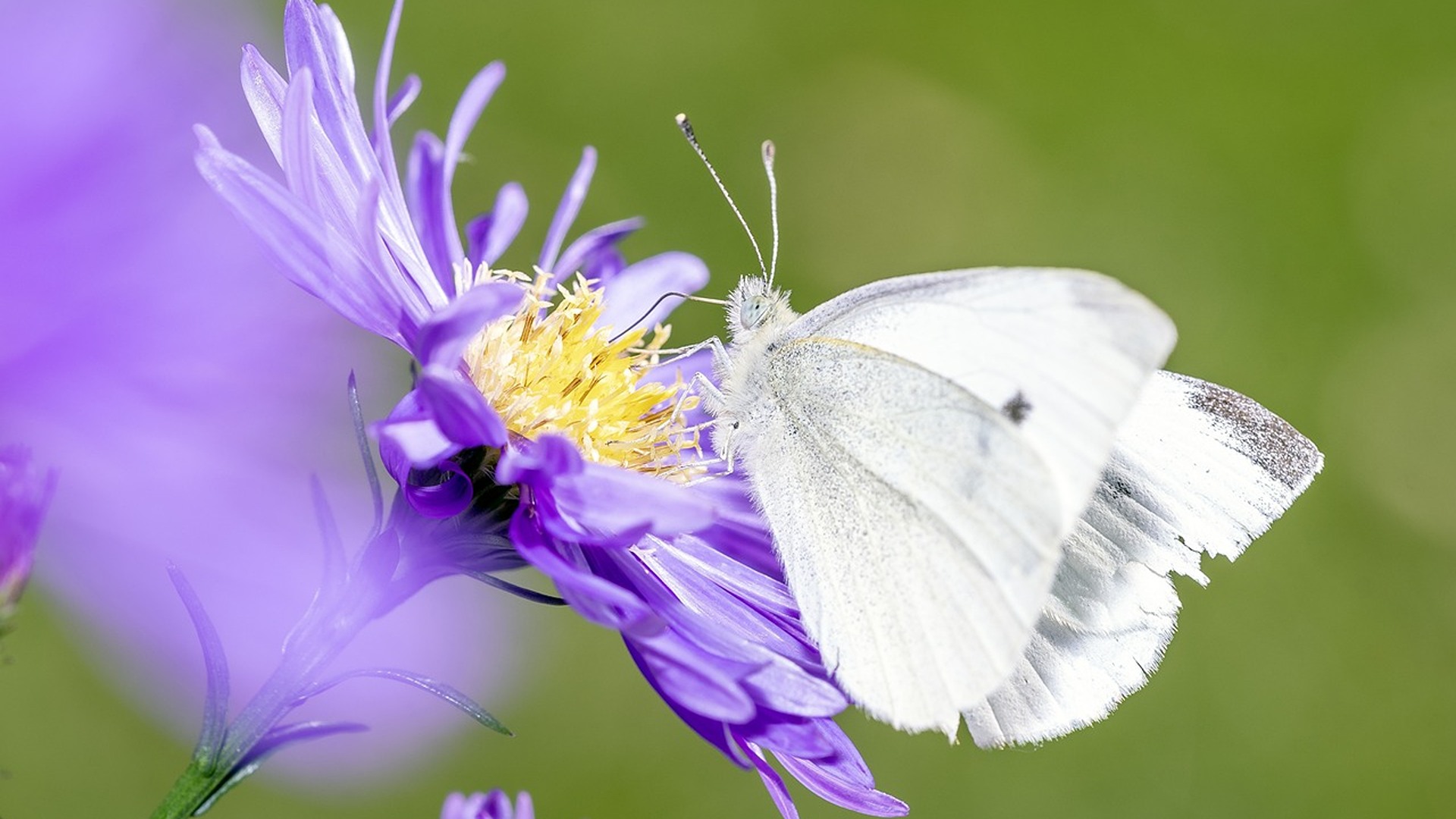 pieris-rapae-5245438