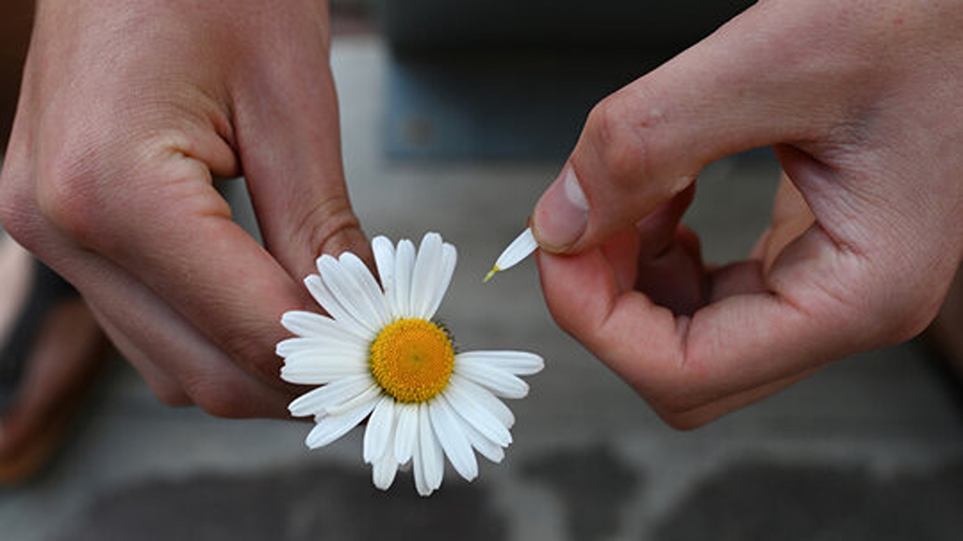 M’ama, non m’ama – Come faccio a sapere se sto amando?