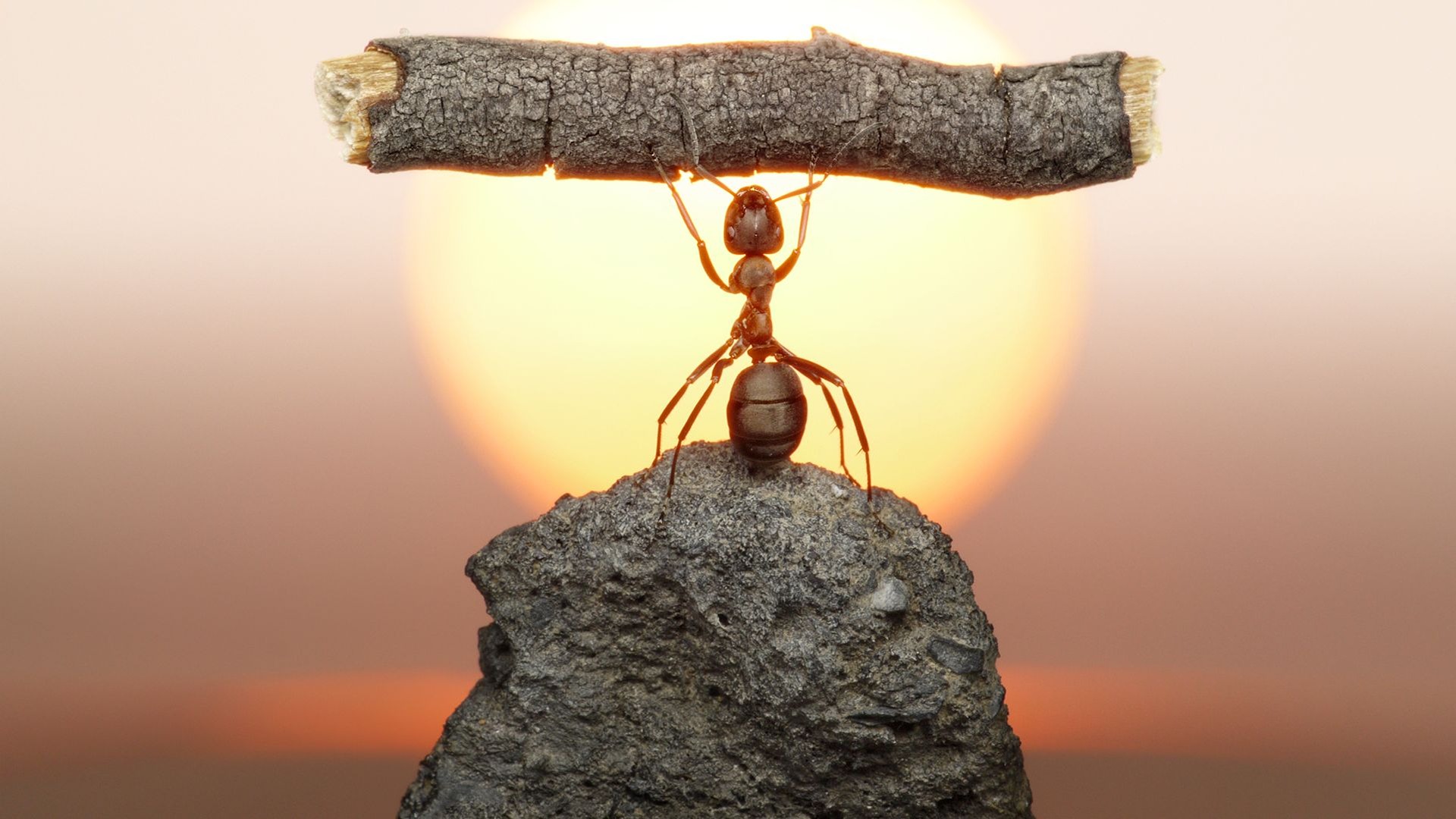 Appuntamento con Dio – L’esempio della formica