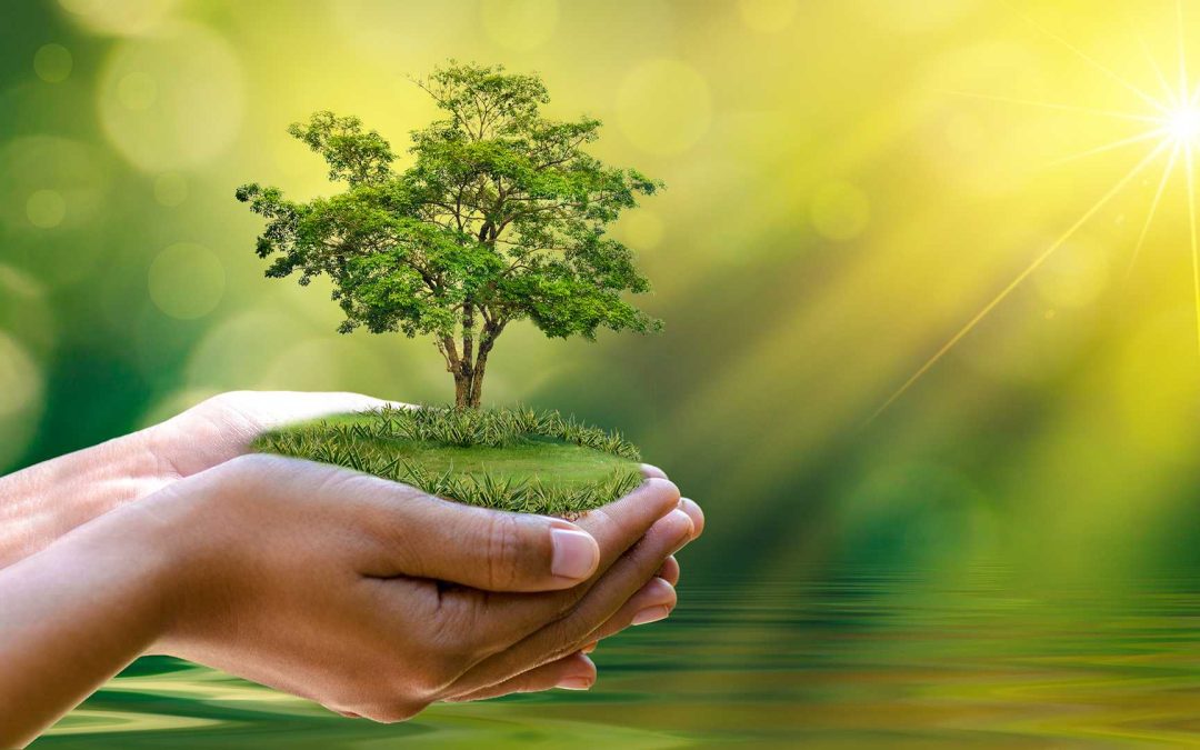 Modena, arriva il primo Festival dell’architettura dedicato agli alberi