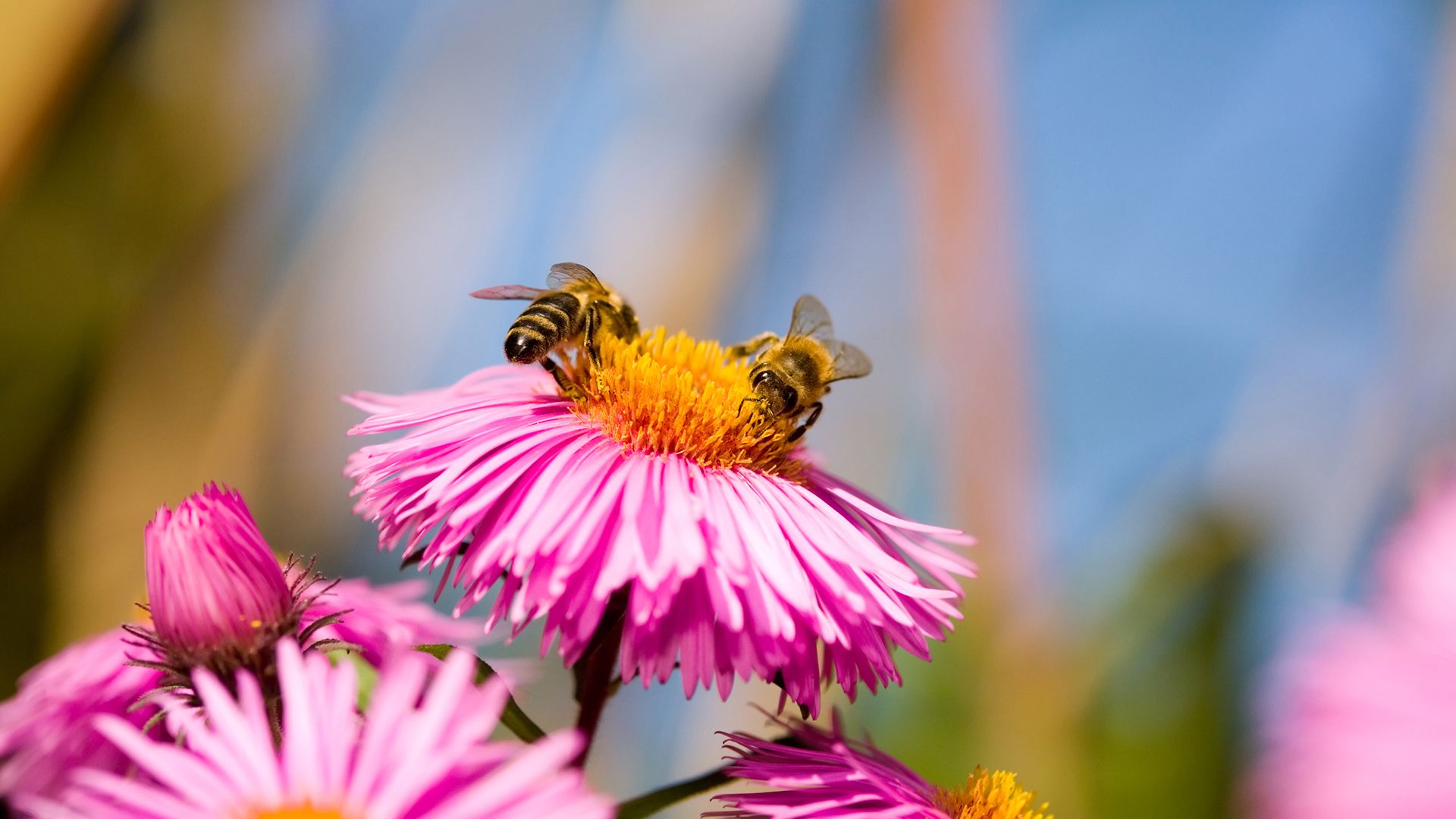 Torna la Festa delle Oasi per impollinatori
