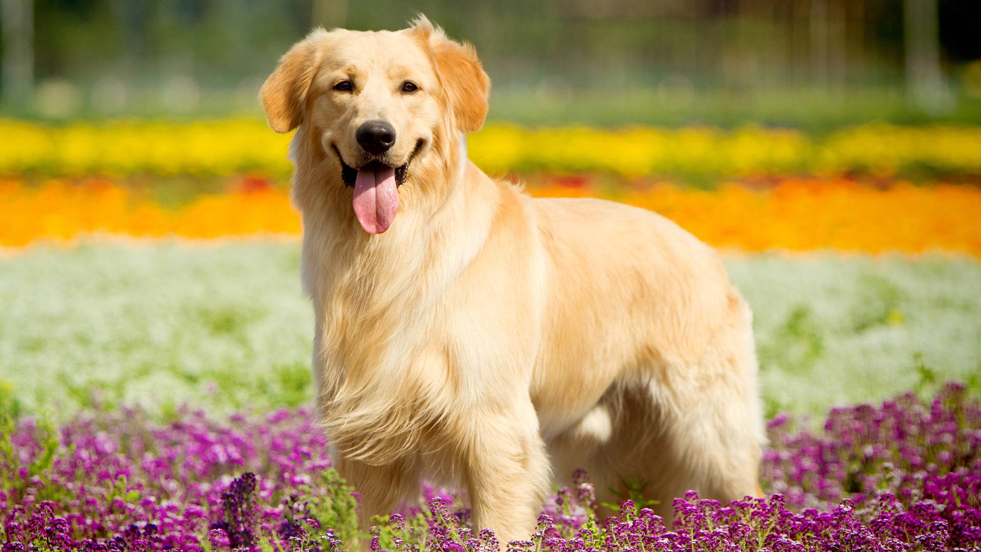 Di tutto un web – Il cane. Lui sì che ha naso!