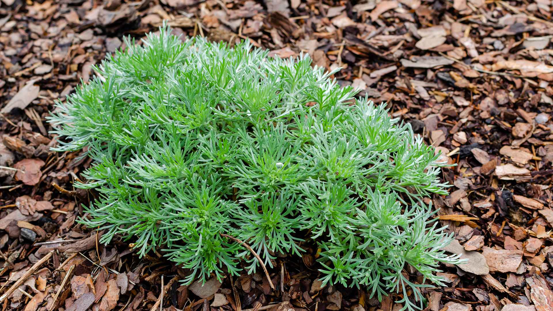 artemisia