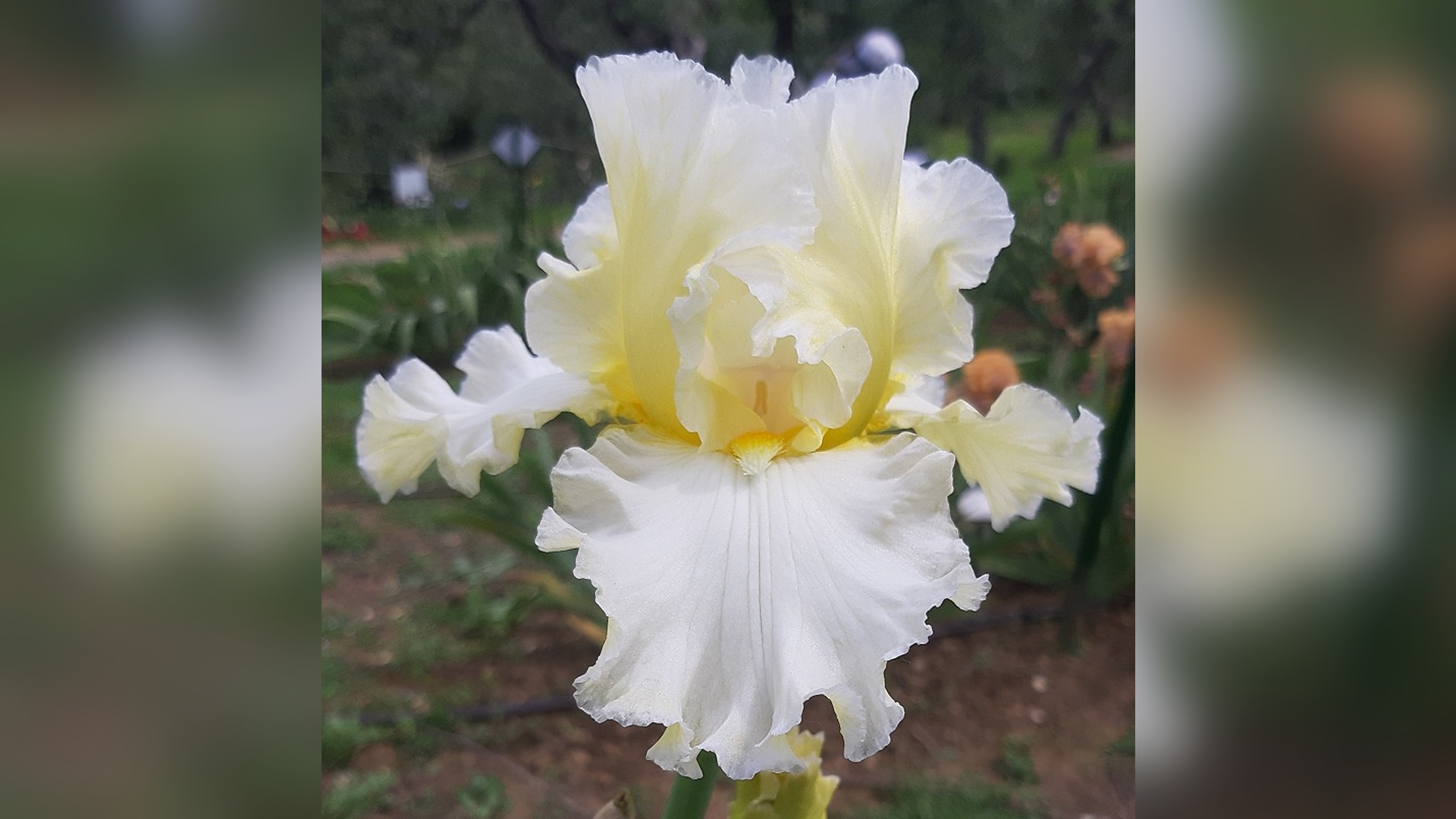 Giardino dell’Iris, apertura al pubblico 2025