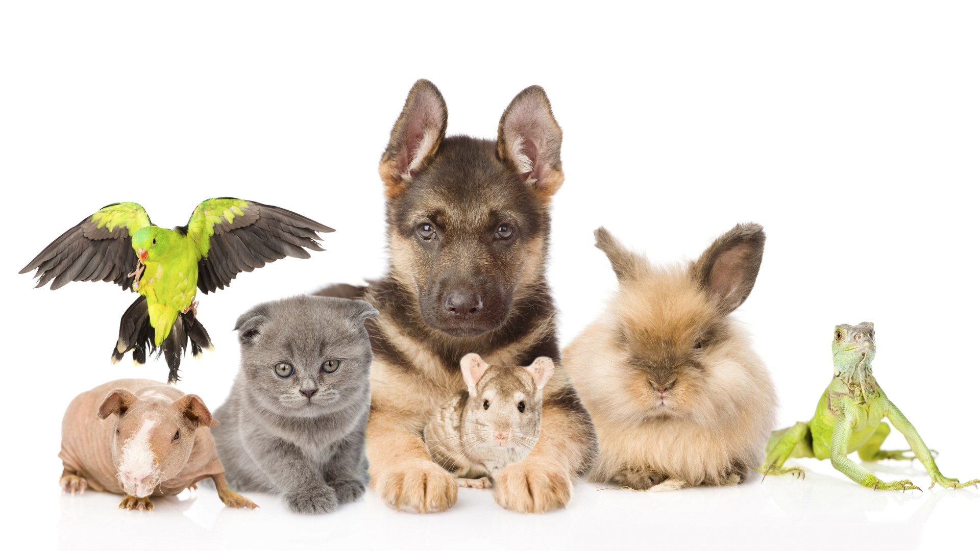 Una riforma storica per gli animali domestici?