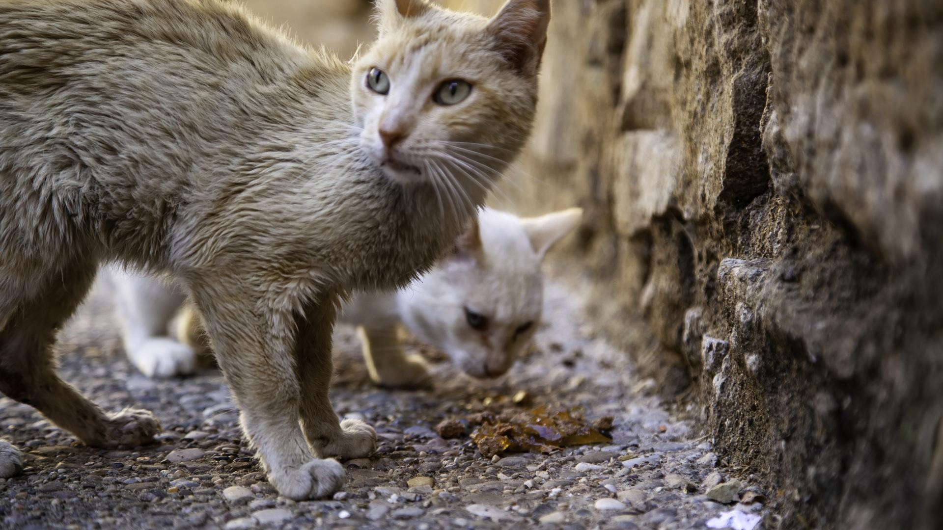 Scuola e famiglia: cura degli animali