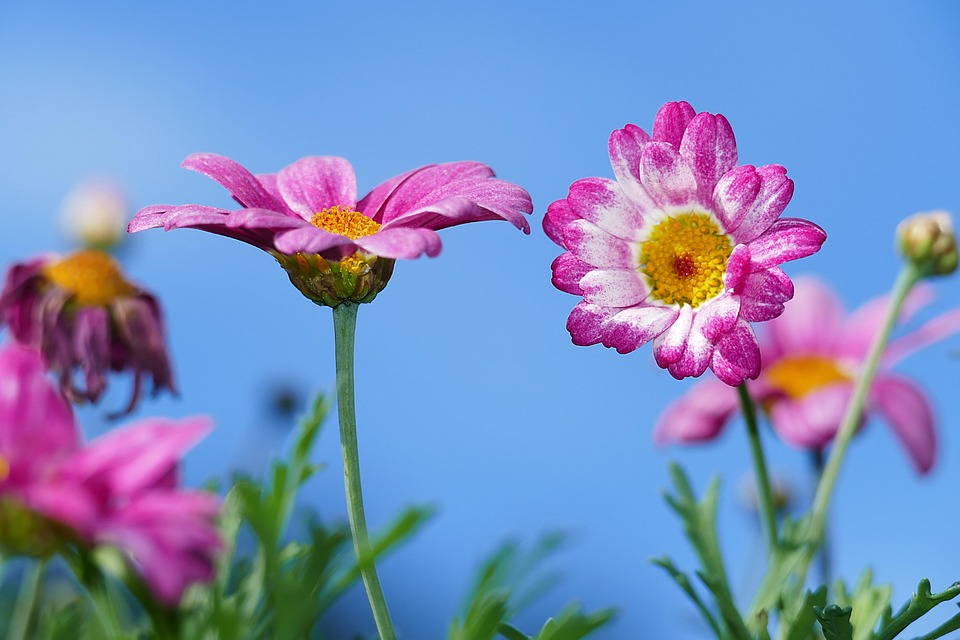 Una marcia in più: noi un giardino